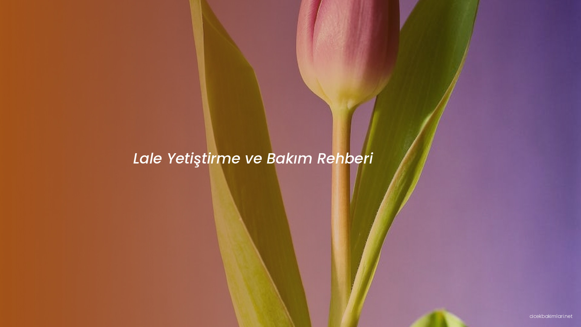 Lale Yetiştirme ve Bakım Rehberi