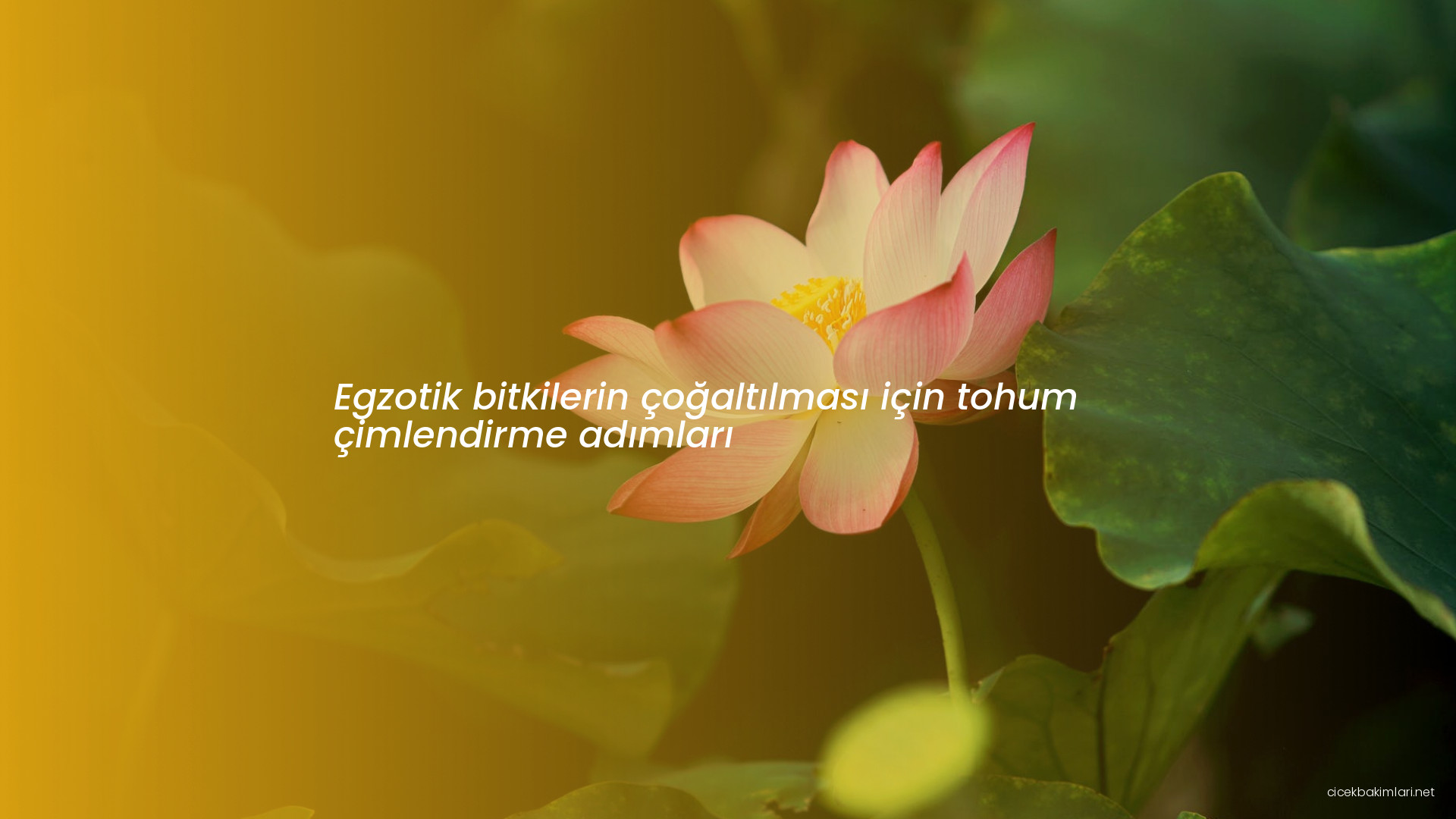 Egzotik bitkilerin çoğaltılması için tohum çimlendirme adımları