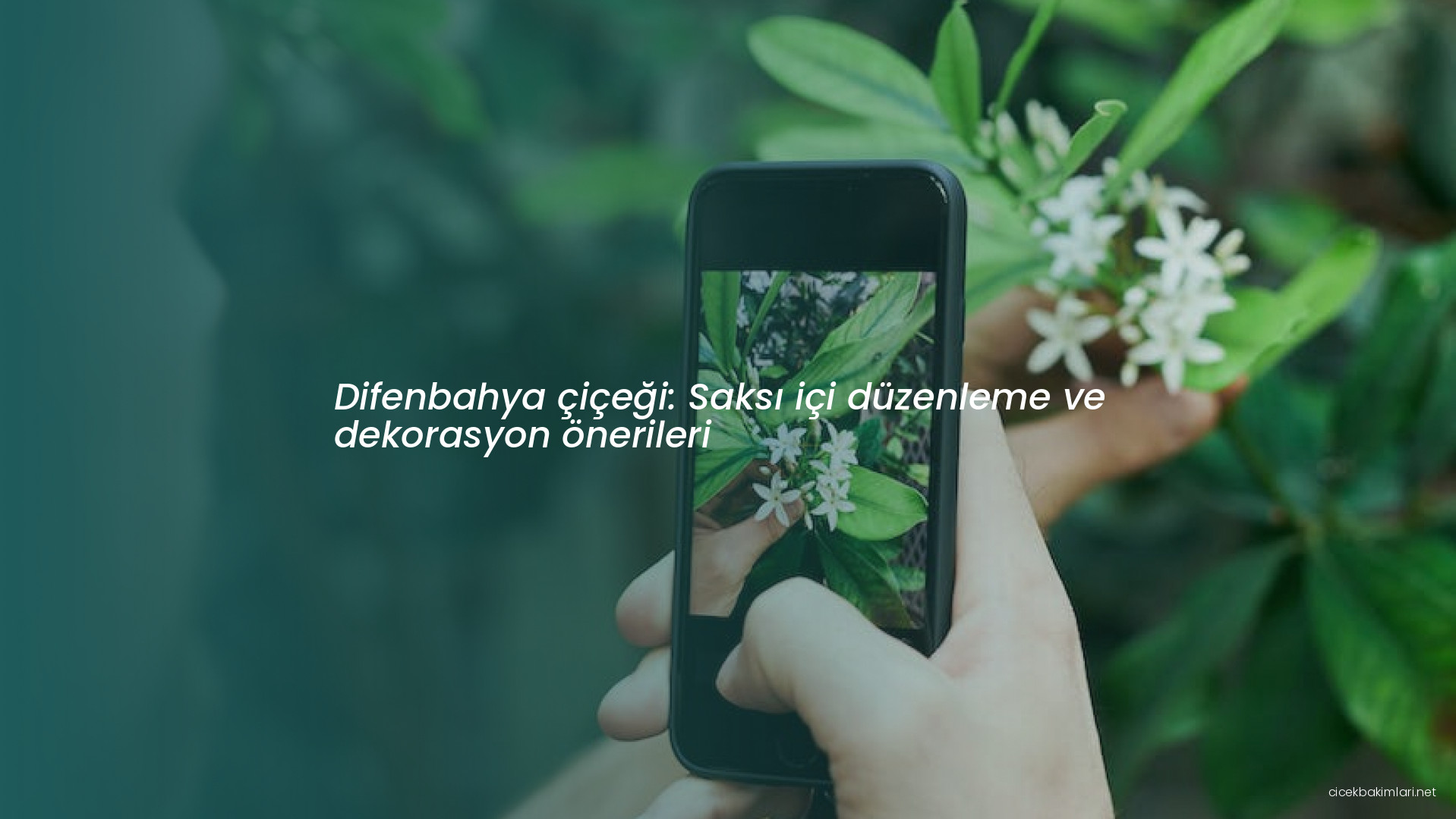 Difenbahya çiçeği: Saksı içi düzenleme ve dekorasyon önerileri