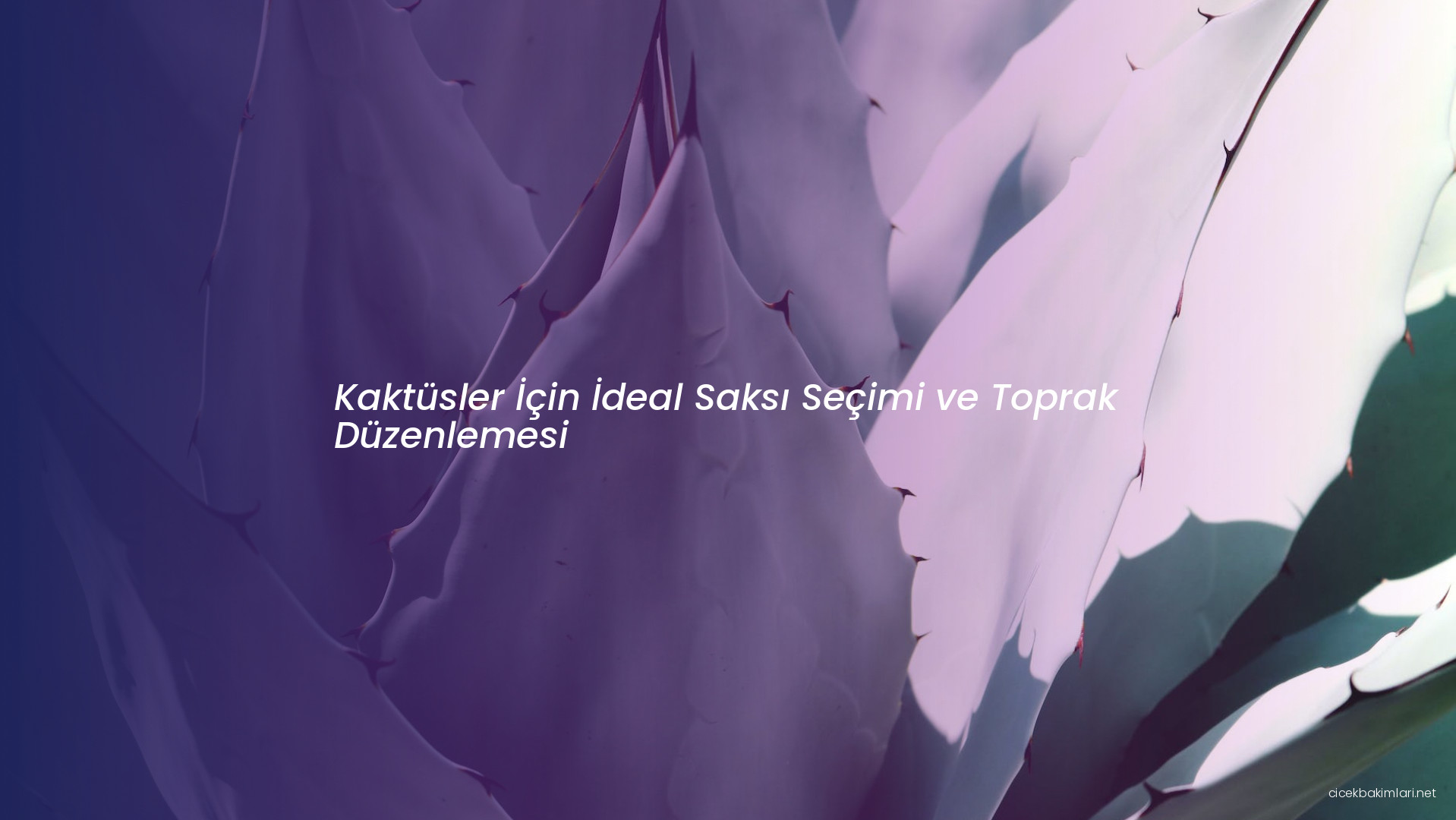 Kaktüsler İçin İdeal Saksı Seçimi ve Toprak Düzenlemesi