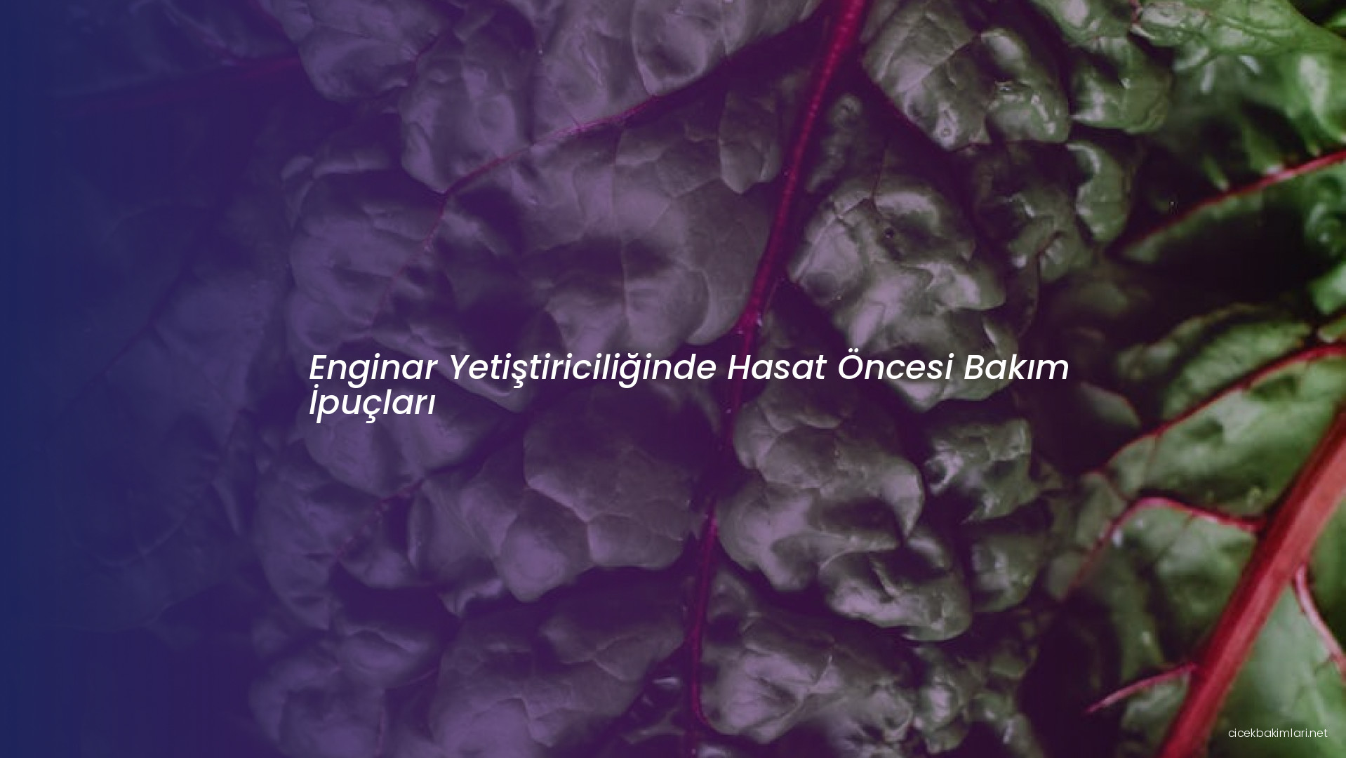 Enginar Yetiştiriciliğinde Hasat Öncesi Bakım İpuçları