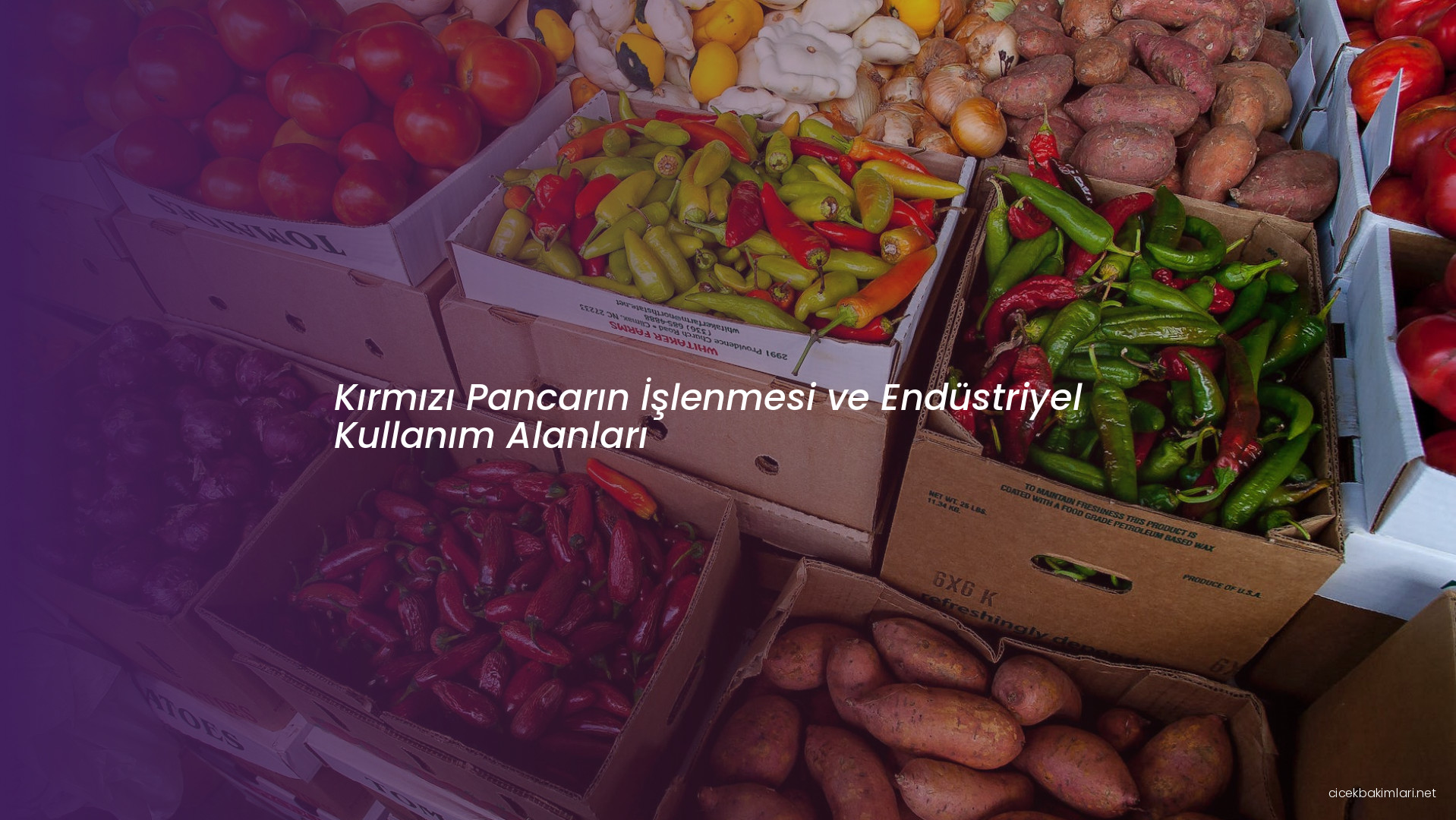 Kırmızı Pancarın İşlenmesi ve Endüstriyel Kullanım Alanları