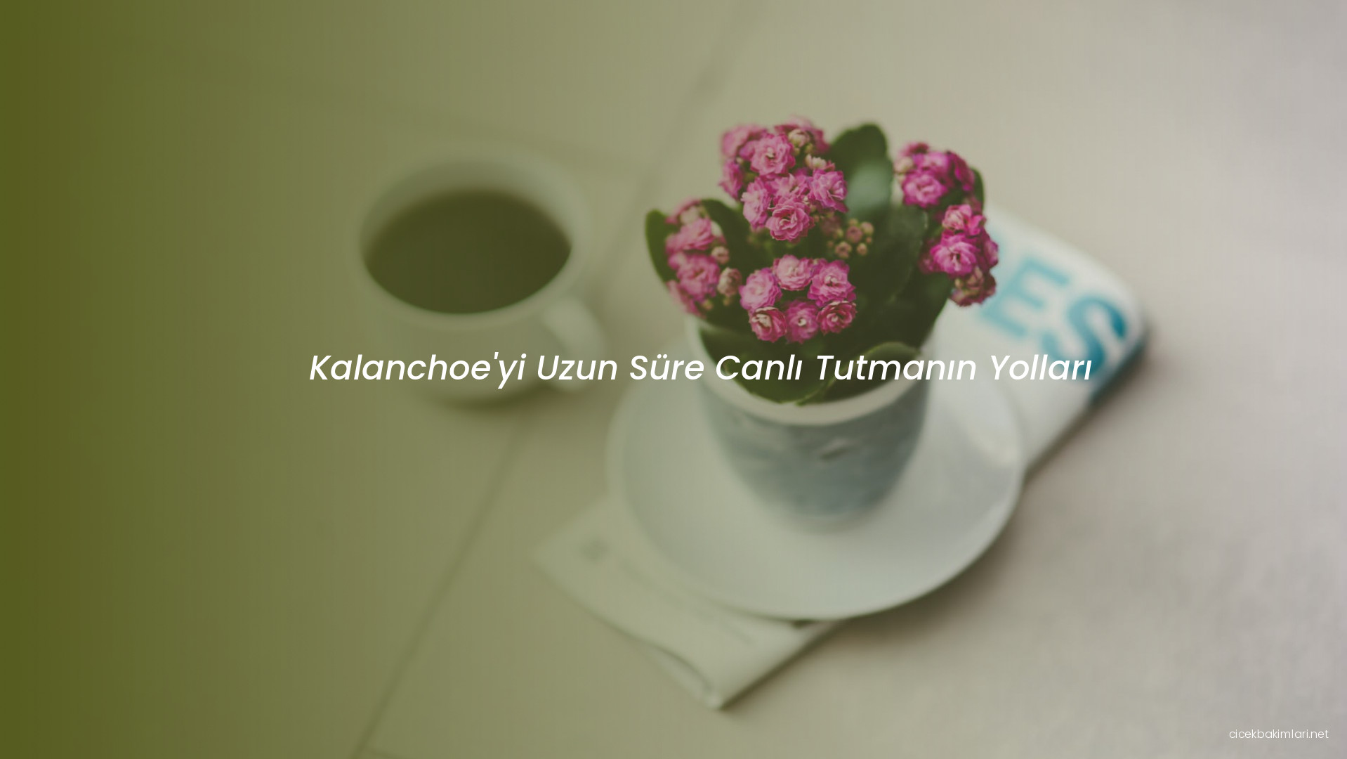 Kalanchoe'yi Uzun Süre Canlı Tutmanın Yolları