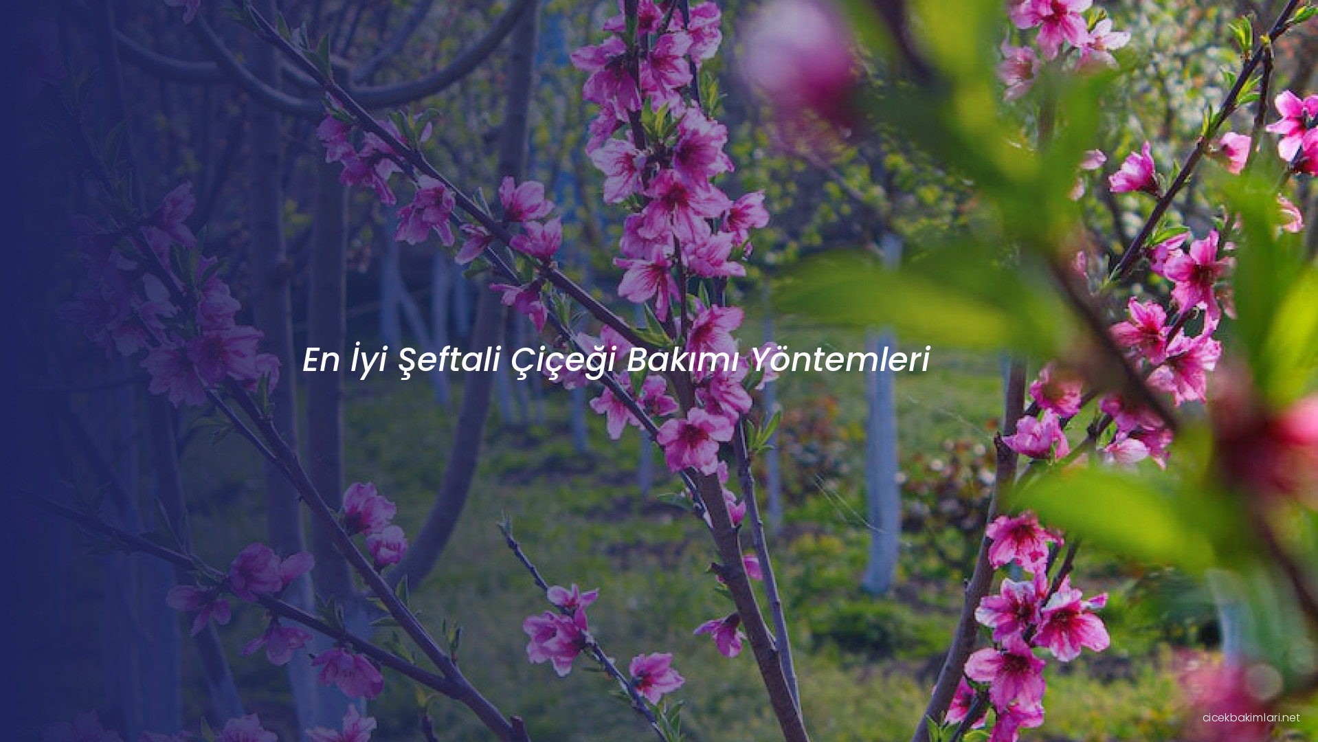 En İyi Şeftali Çiçeği Bakımı Yöntemleri