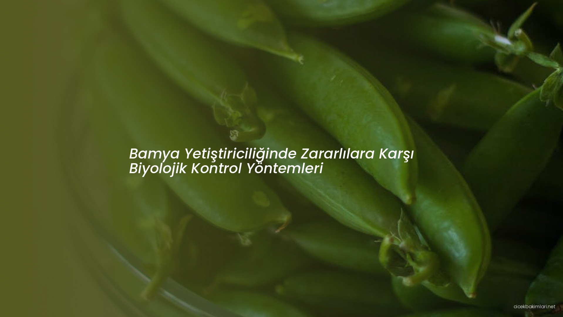 Bamya Yetiştiriciliğinde Zararlılara Karşı Biyolojik Kontrol Yöntemleri