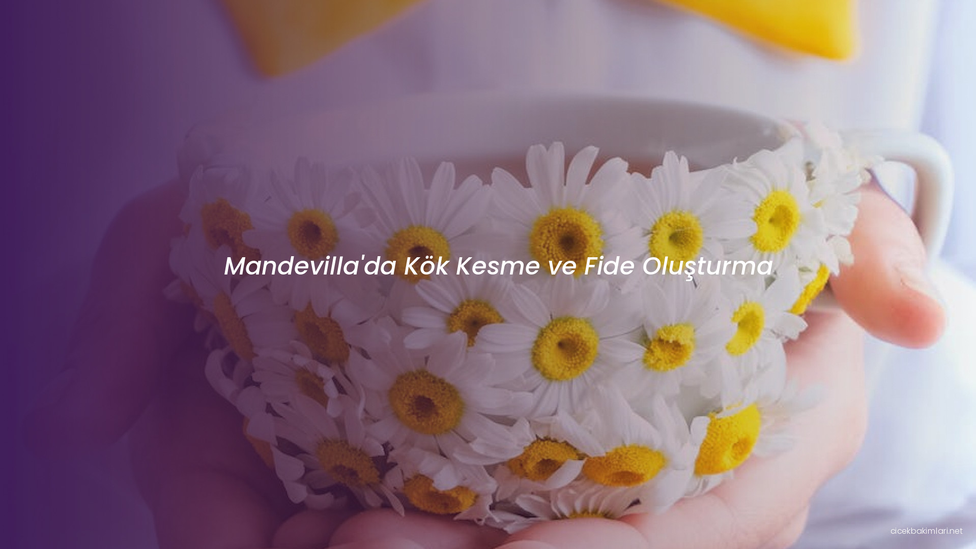 Mandevilla'da Kök Kesme ve Fide Oluşturma