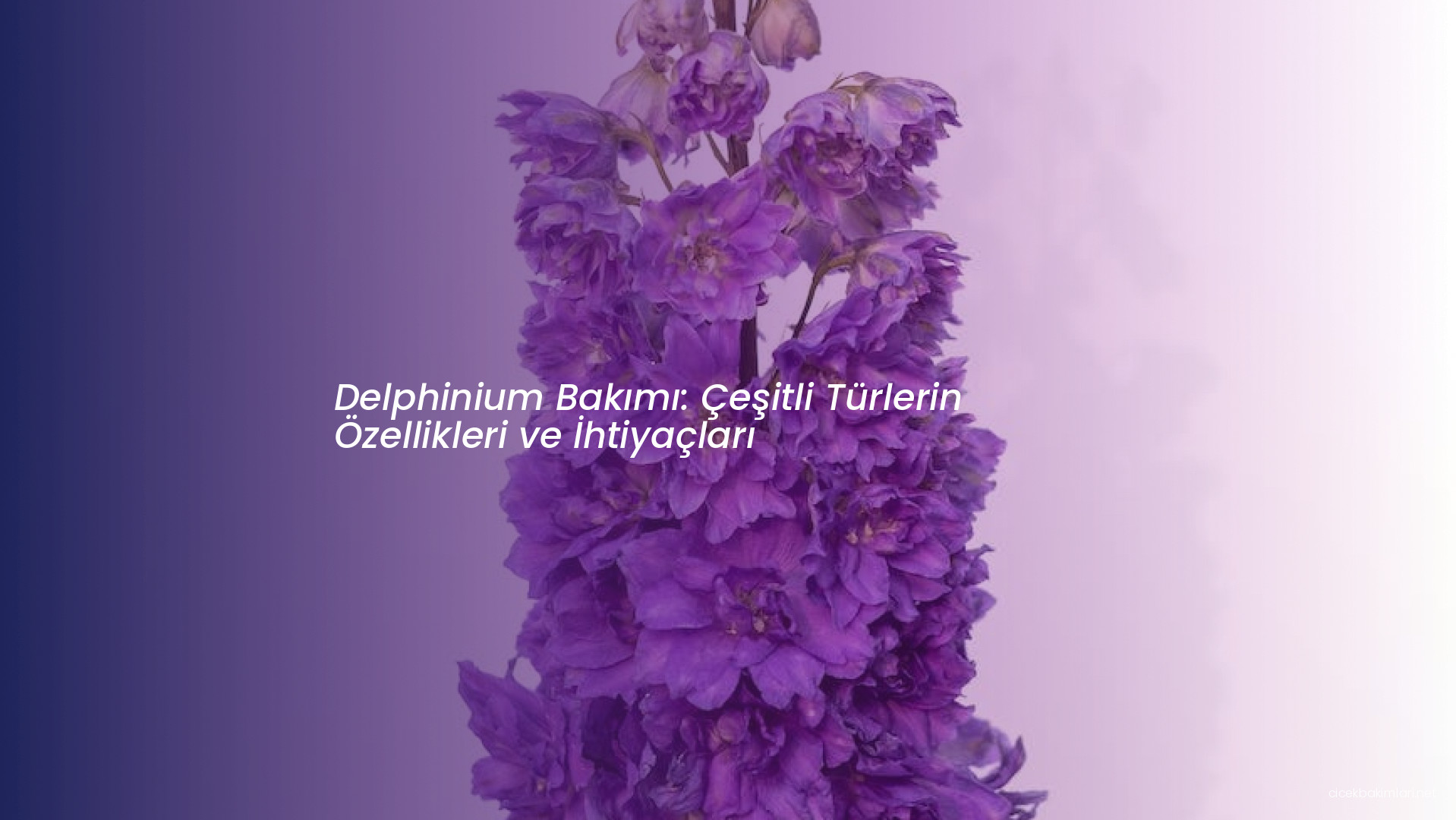 Delphinium Bakımı: Çeşitli Türlerin Özellikleri ve İhtiyaçları