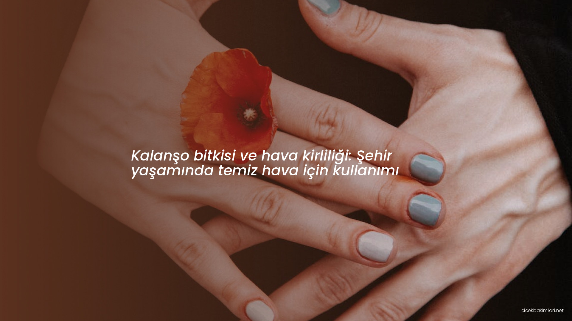 Kalanşo bitkisi ve hava kirliliği: Şehir yaşamında temiz hava için kullanımı