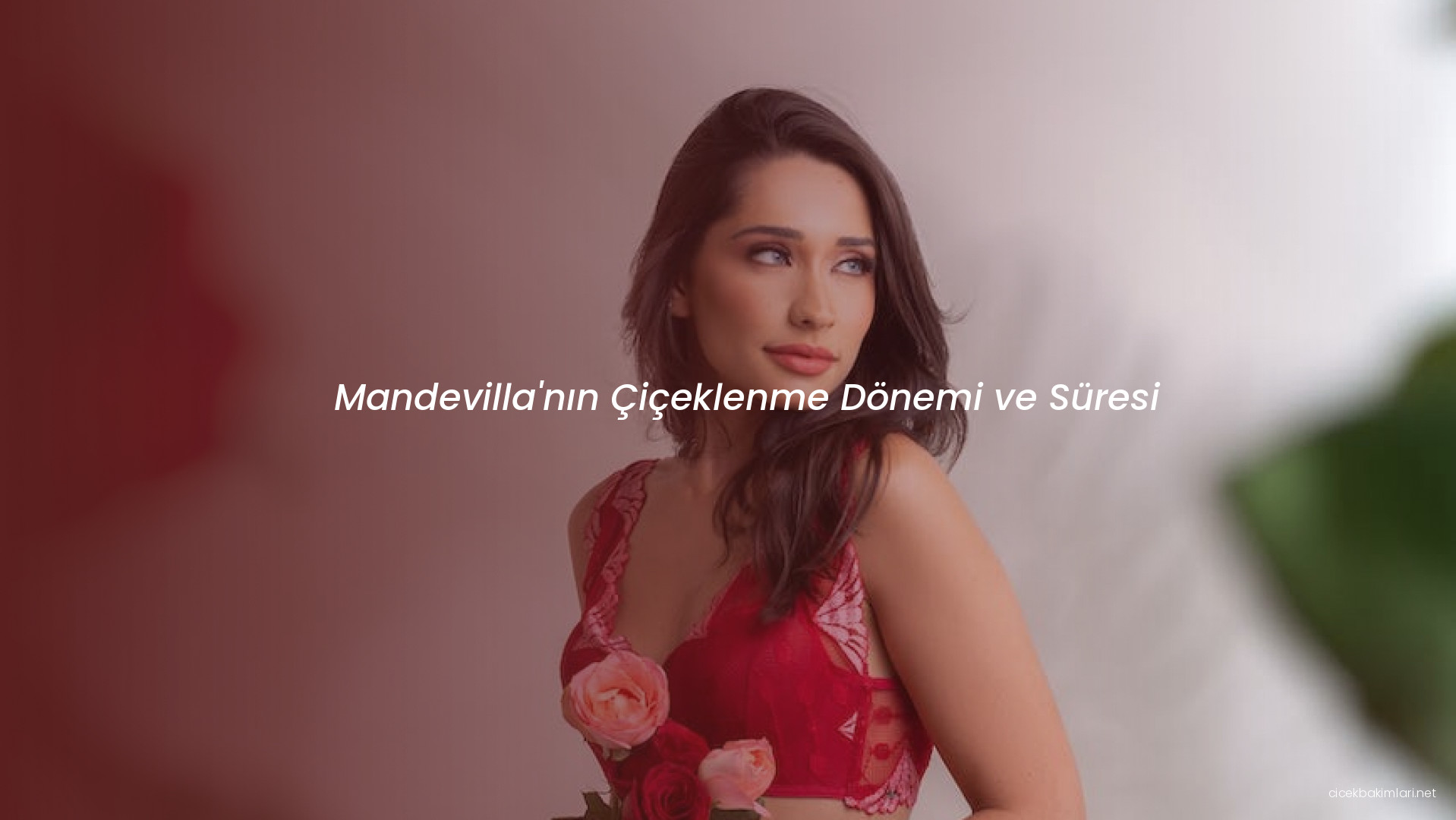 Mandevilla'nın Çiçeklenme Dönemi ve Süresi