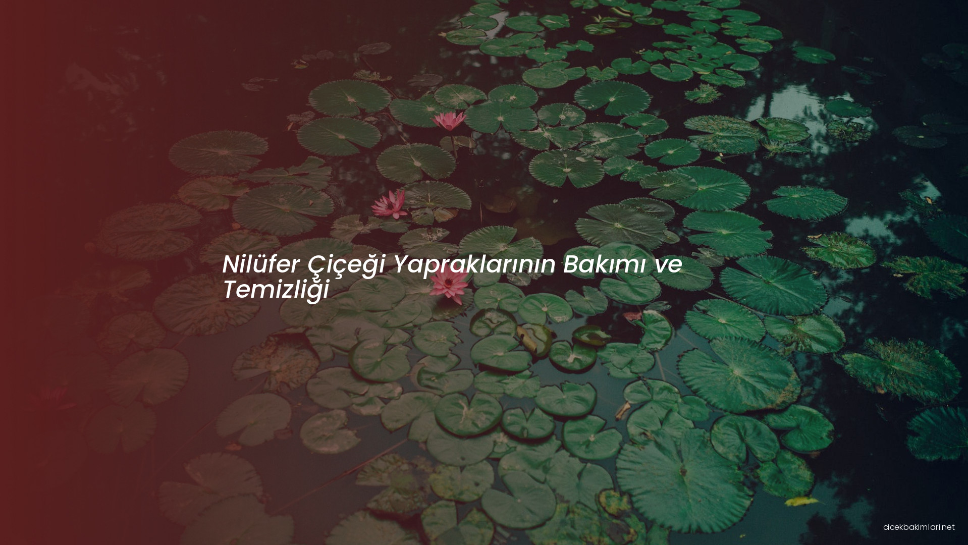 Nilüfer Çiçeği Yapraklarının Bakımı ve Temizliği