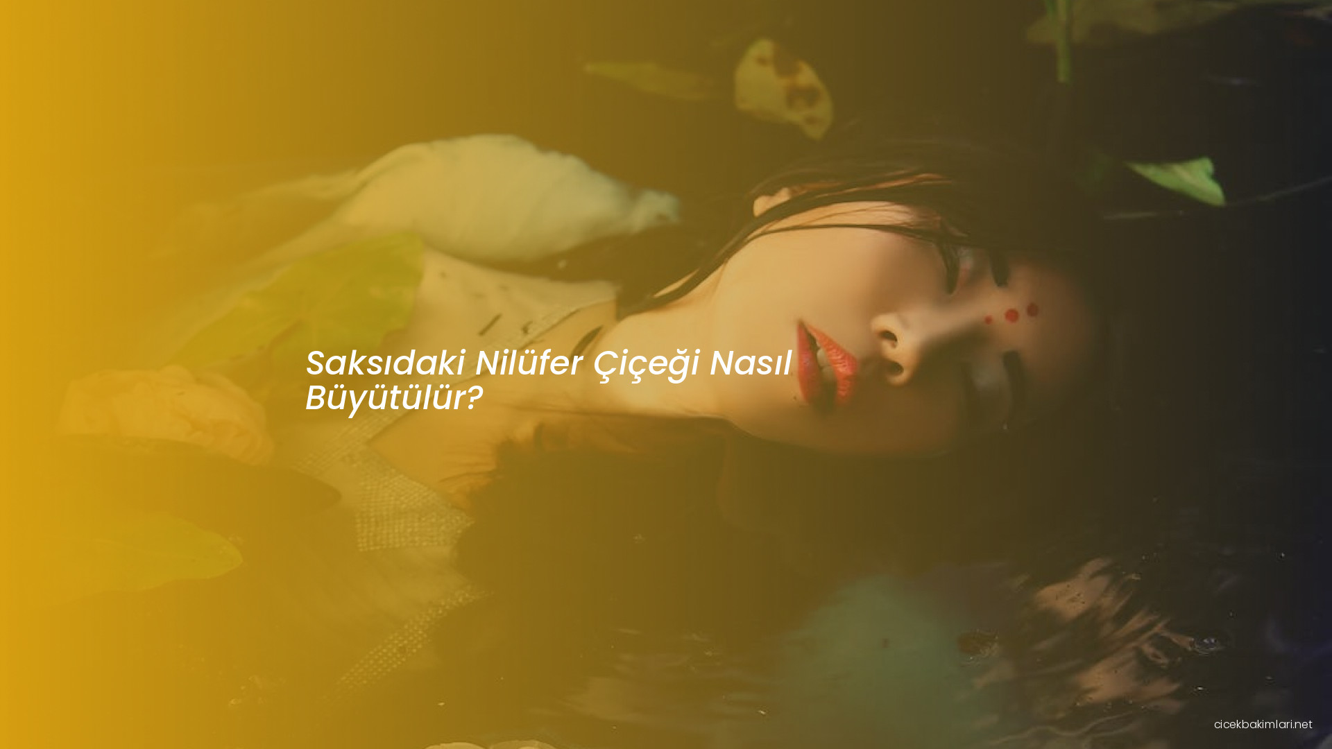 Saksıdaki Nilüfer Çiçeği Nasıl Büyütülür?