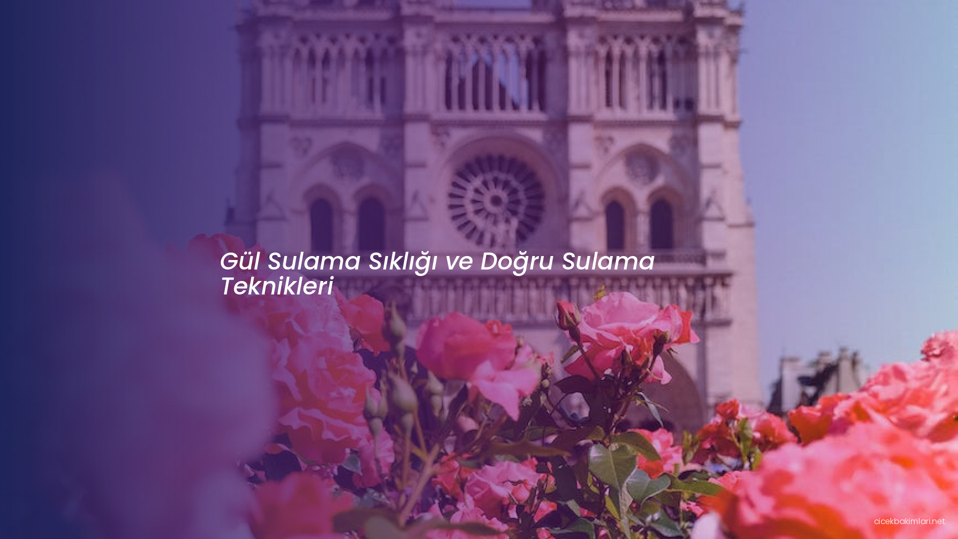 Gül Sulama Sıklığı ve Doğru Sulama Teknikleri