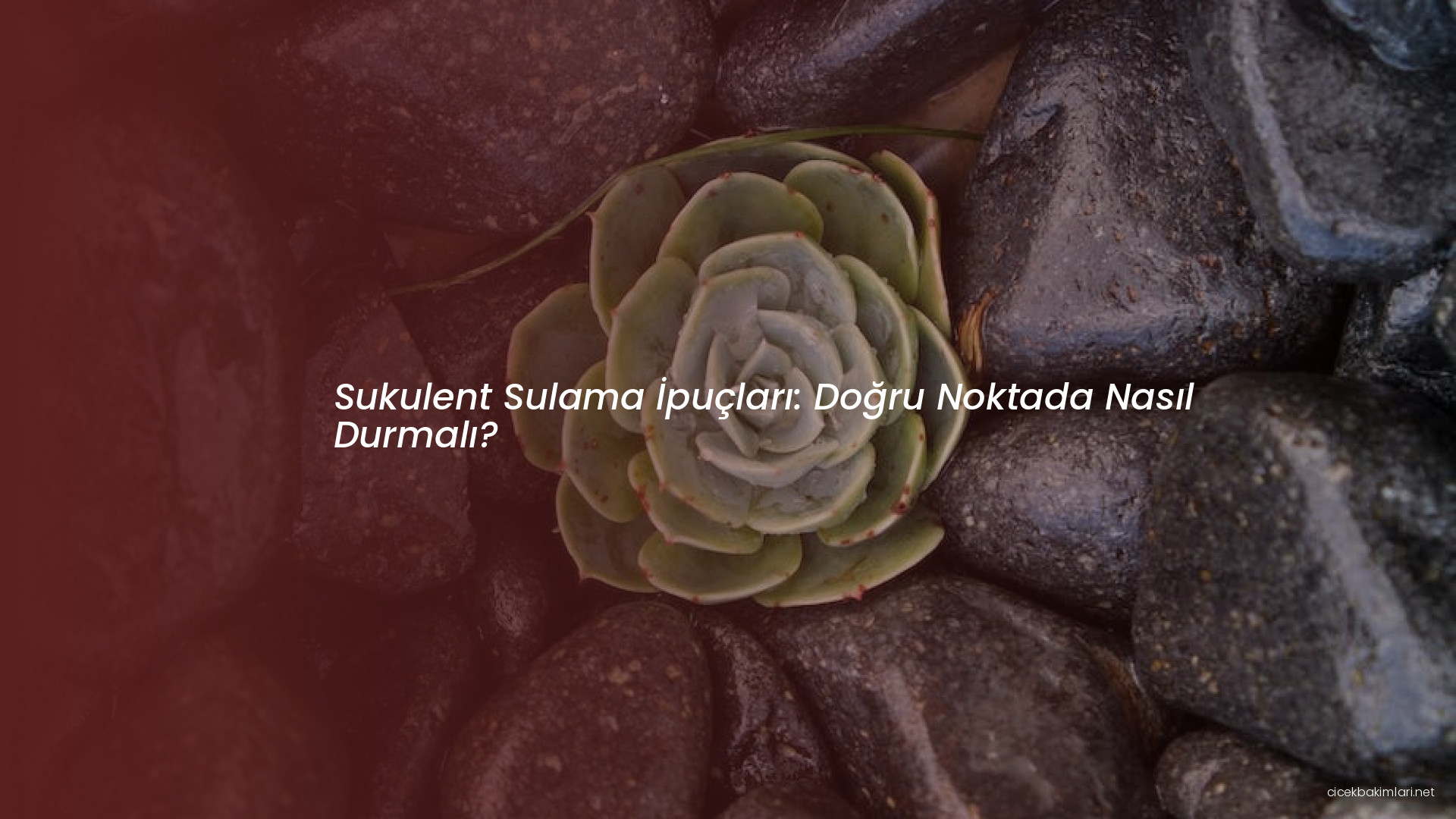 Sukulent Sulama İpuçları: Doğru Noktada Nasıl Durmalı?
