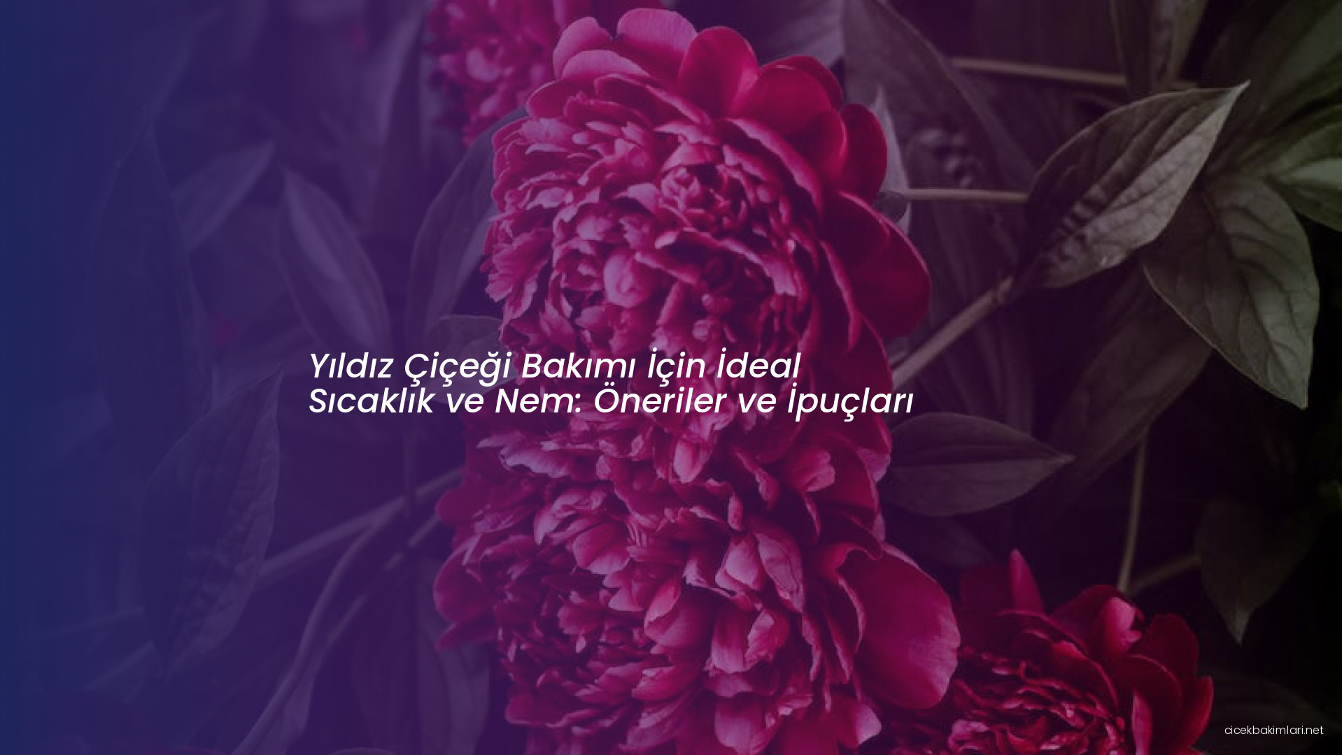 Yıldız Çiçeği Bakımı İçin İdeal Sıcaklık ve Nem: Öneriler ve İpuçları