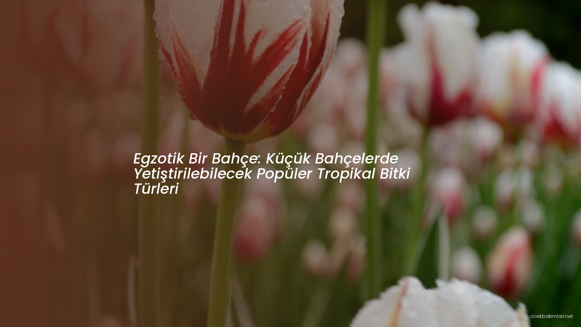 Egzotik Bir Bahçe: Küçük Bahçelerde Yetiştirilebilecek Popüler Tropikal Bitki Türleri