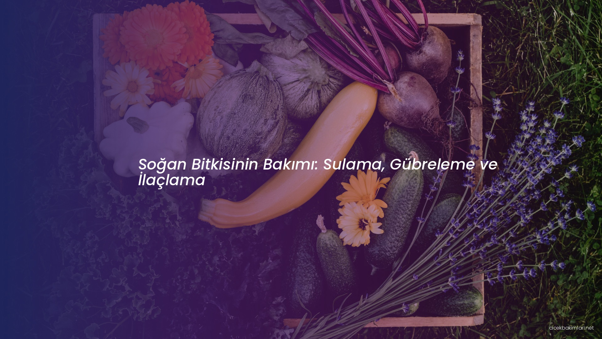 Soğan Bitkisinin Bakımı: Sulama, Gübreleme ve İlaçlama