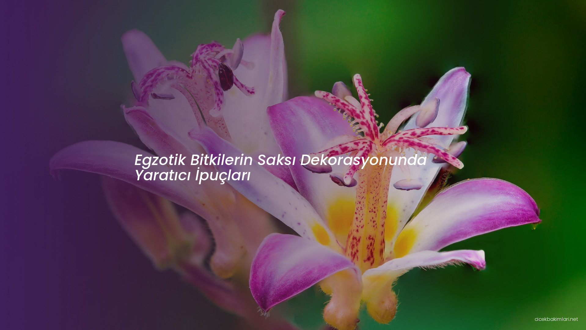 Egzotik Bitkilerin Saksı Dekorasyonunda Yaratıcı İpuçları