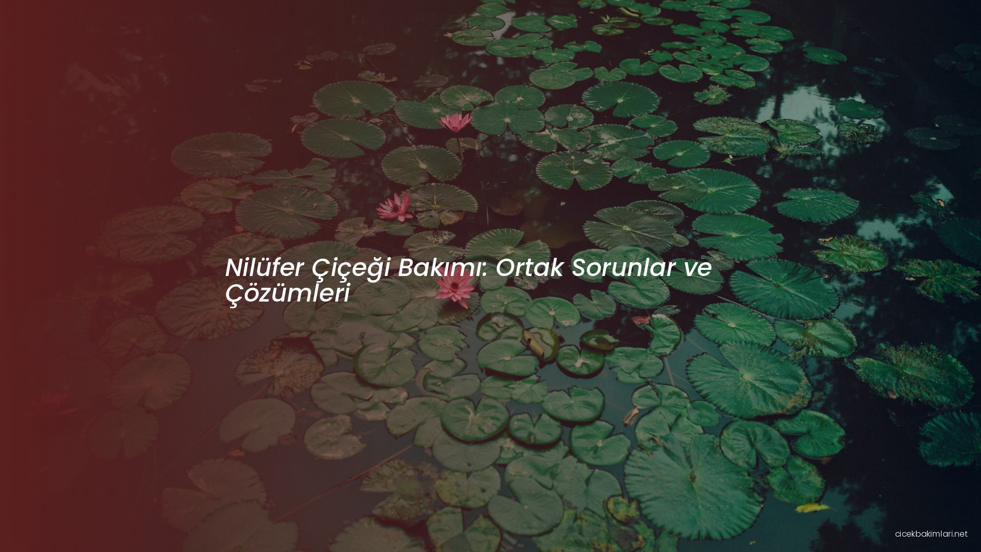 Nilüfer Çiçeği Bakımı: Ortak Sorunlar ve Çözümleri