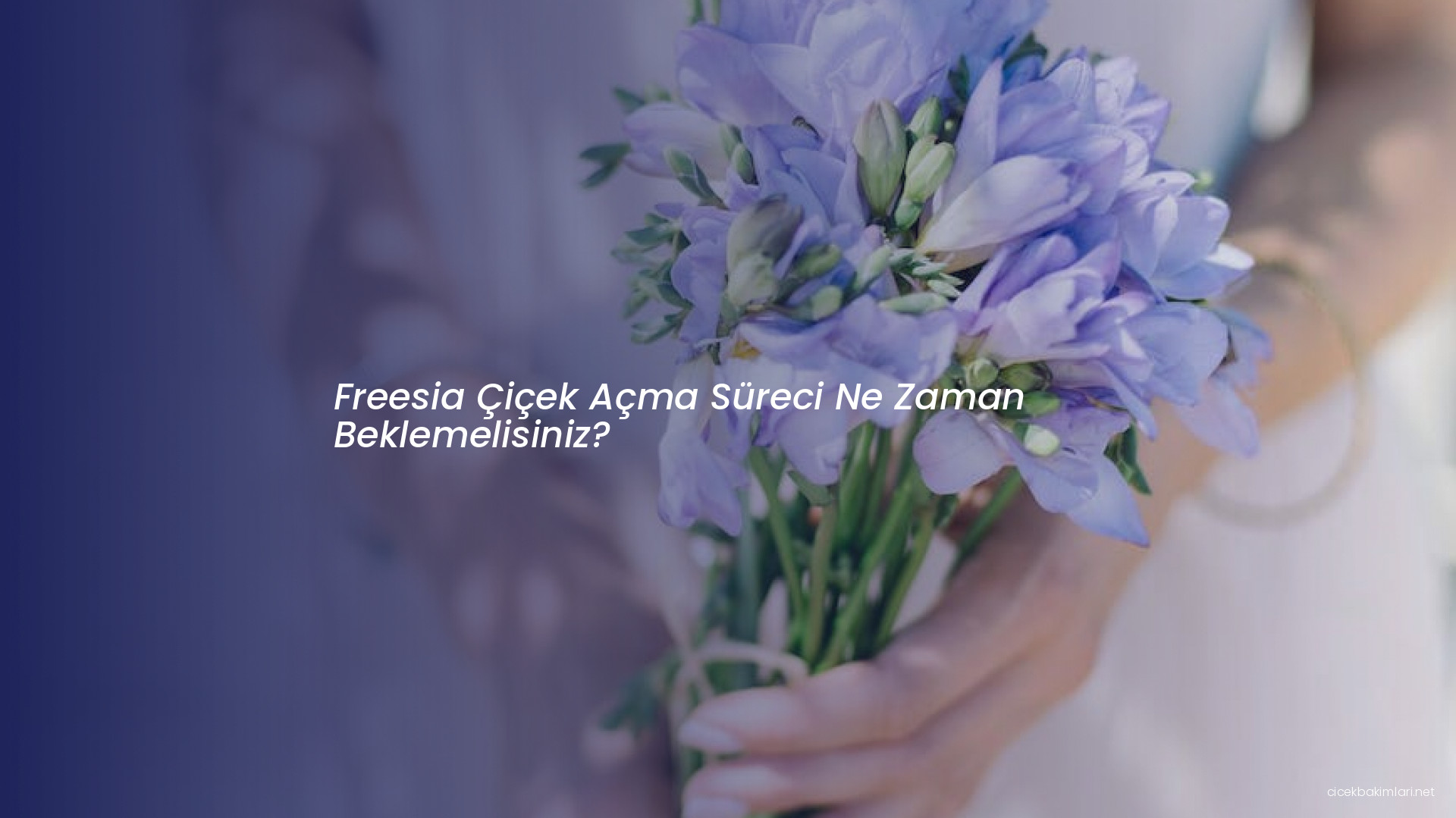 Freesia Çiçek Açma Süreci Ne Zaman Beklemelisiniz?