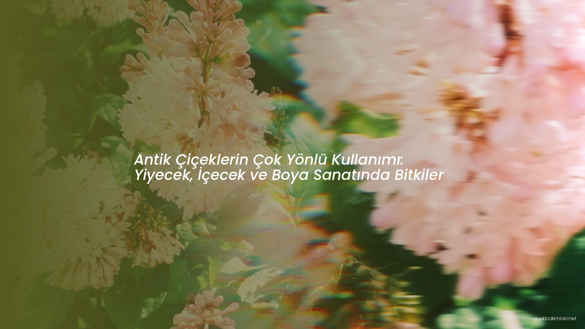 Antik Çiçeklerin Çok Yönlü Kullanımı: Yiyecek, İçecek ve Boya Sanatında Bitkiler