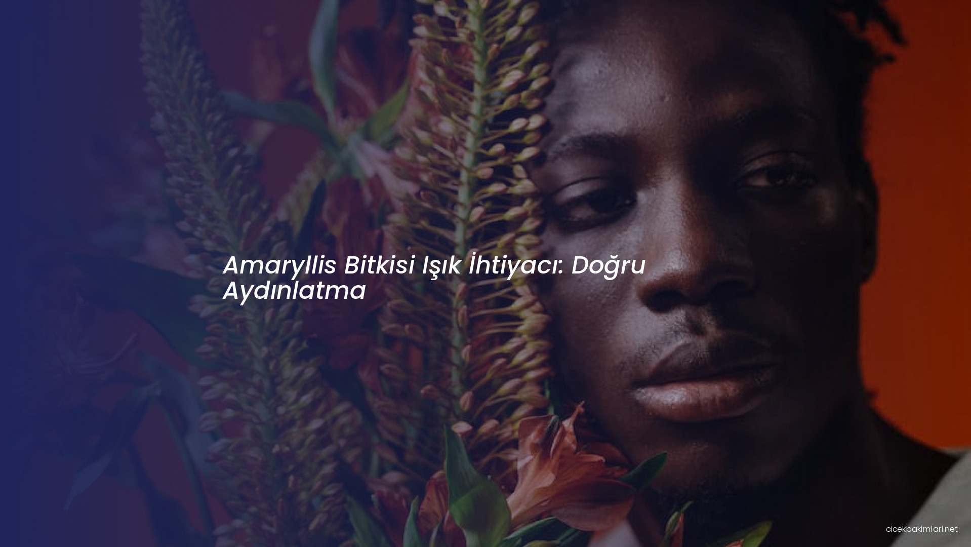 Amaryllis Bitkisi Işık İhtiyacı: Doğru Aydınlatma