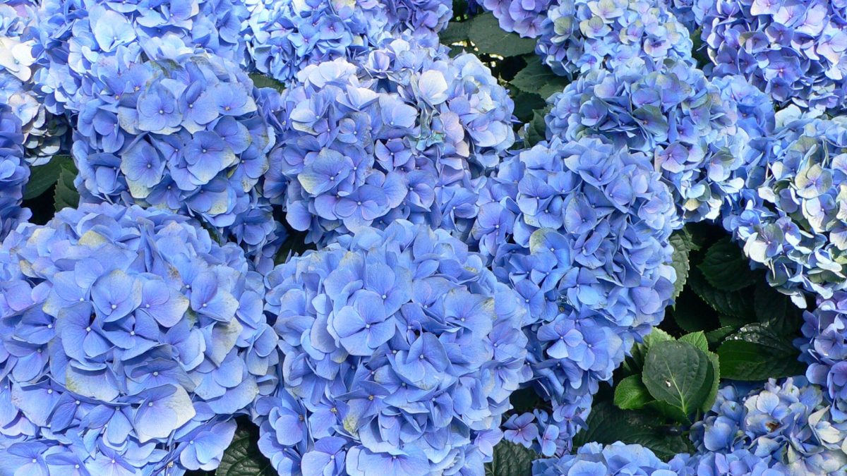 Hortensia bitkisi nasıl gübrelenmeli ve beslenme önemi nedir?
