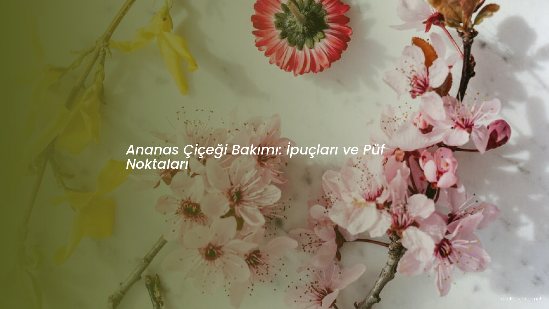 Ananas Çiçeği Bakımı: İpuçları ve Püf Noktaları