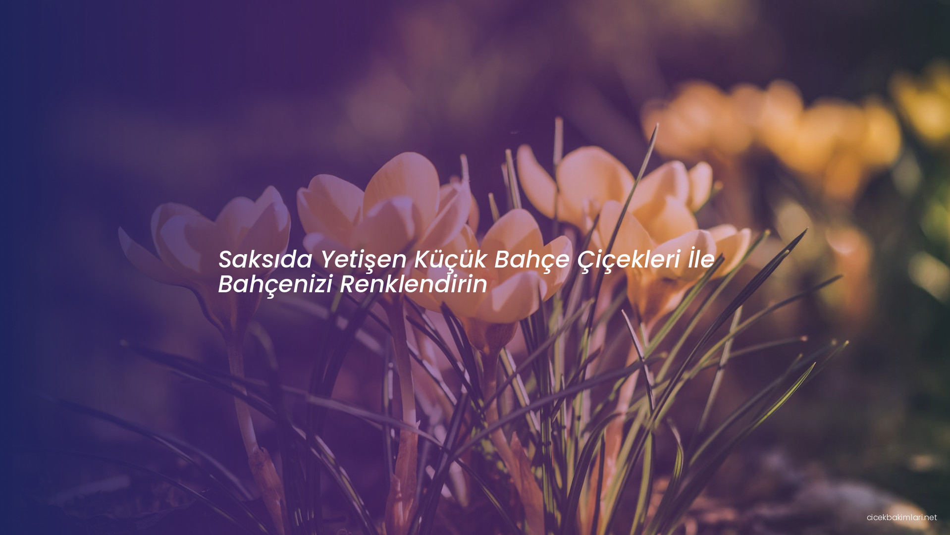 Saksıda Yetişen Küçük Bahçe Çiçekleri İle Bahçenizi Renklendirin