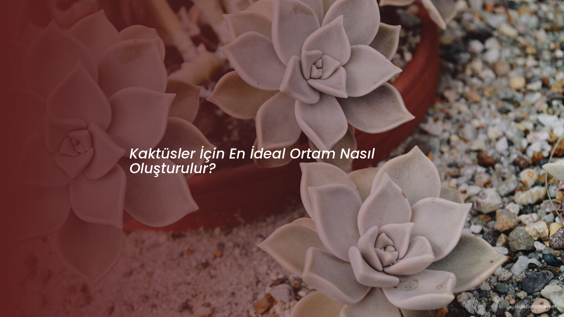 Kaktüsler İçin En İdeal Ortam Nasıl Oluşturulur?