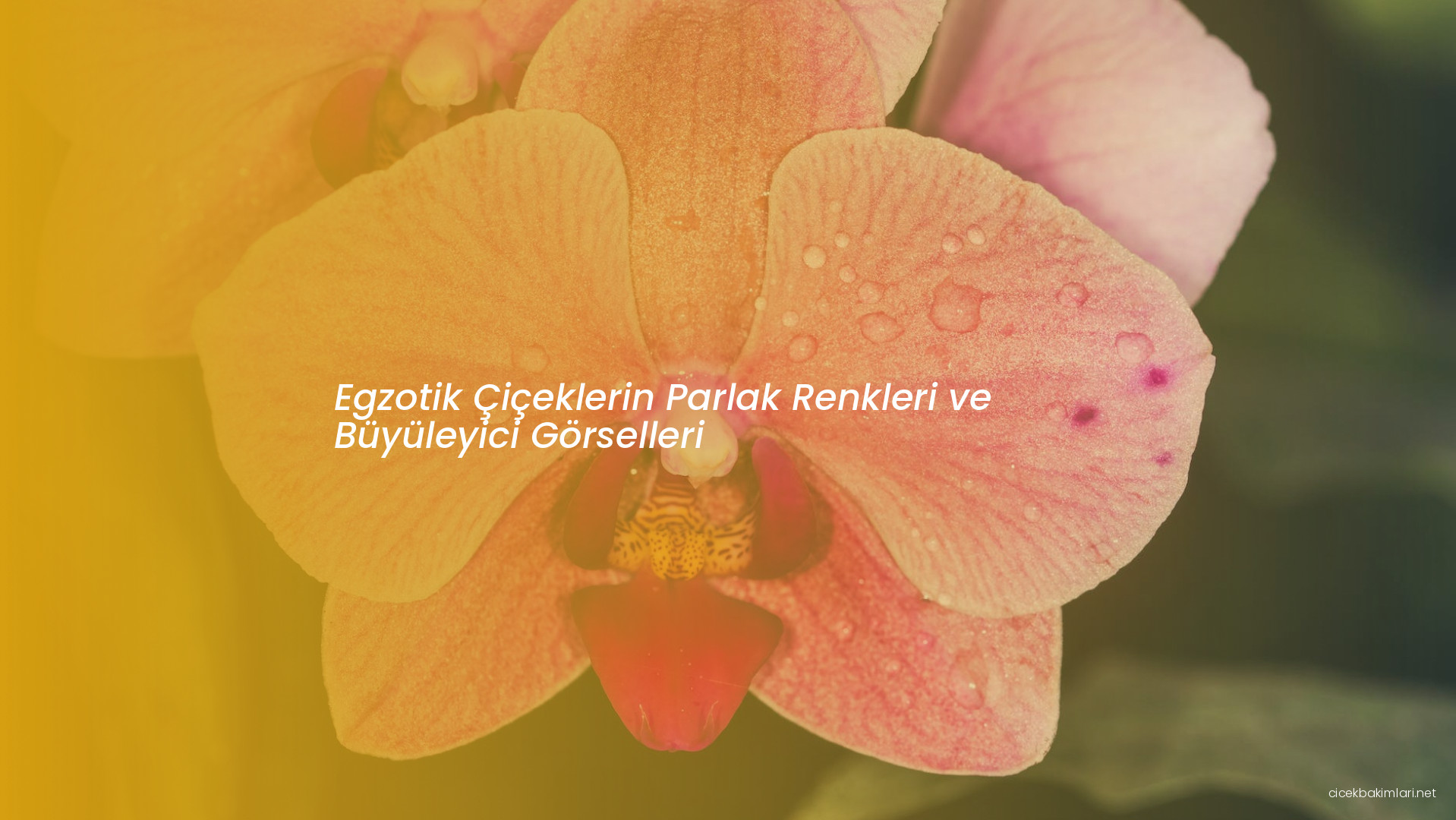 Egzotik Çiçeklerin Parlak Renkleri ve Büyüleyici Görselleri