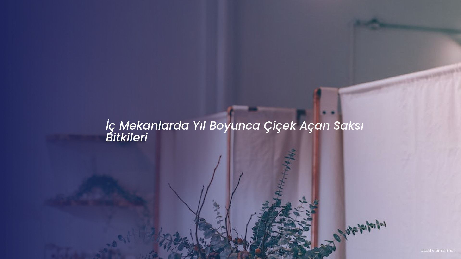 İç Mekanlarda Yıl Boyunca Çiçek Açan Saksı Bitkileri