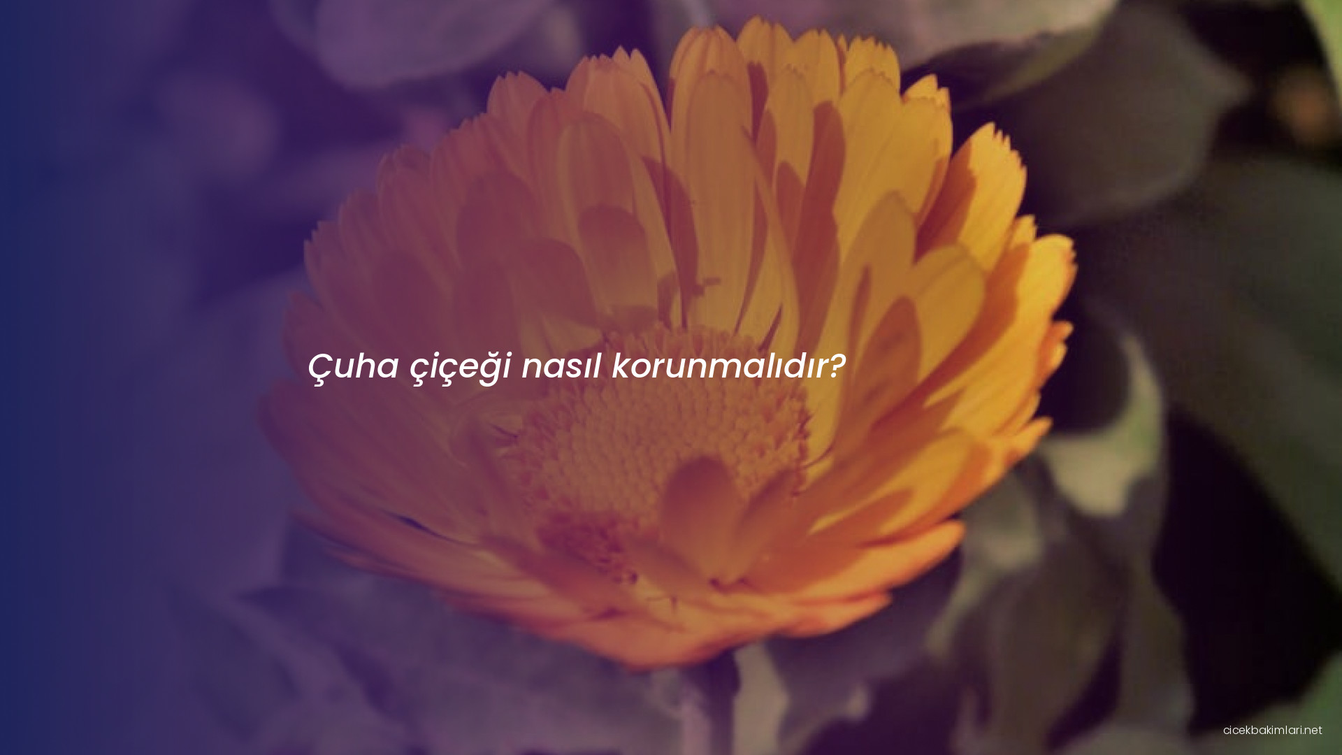 Çuha çiçeği nasıl korunmalıdır?