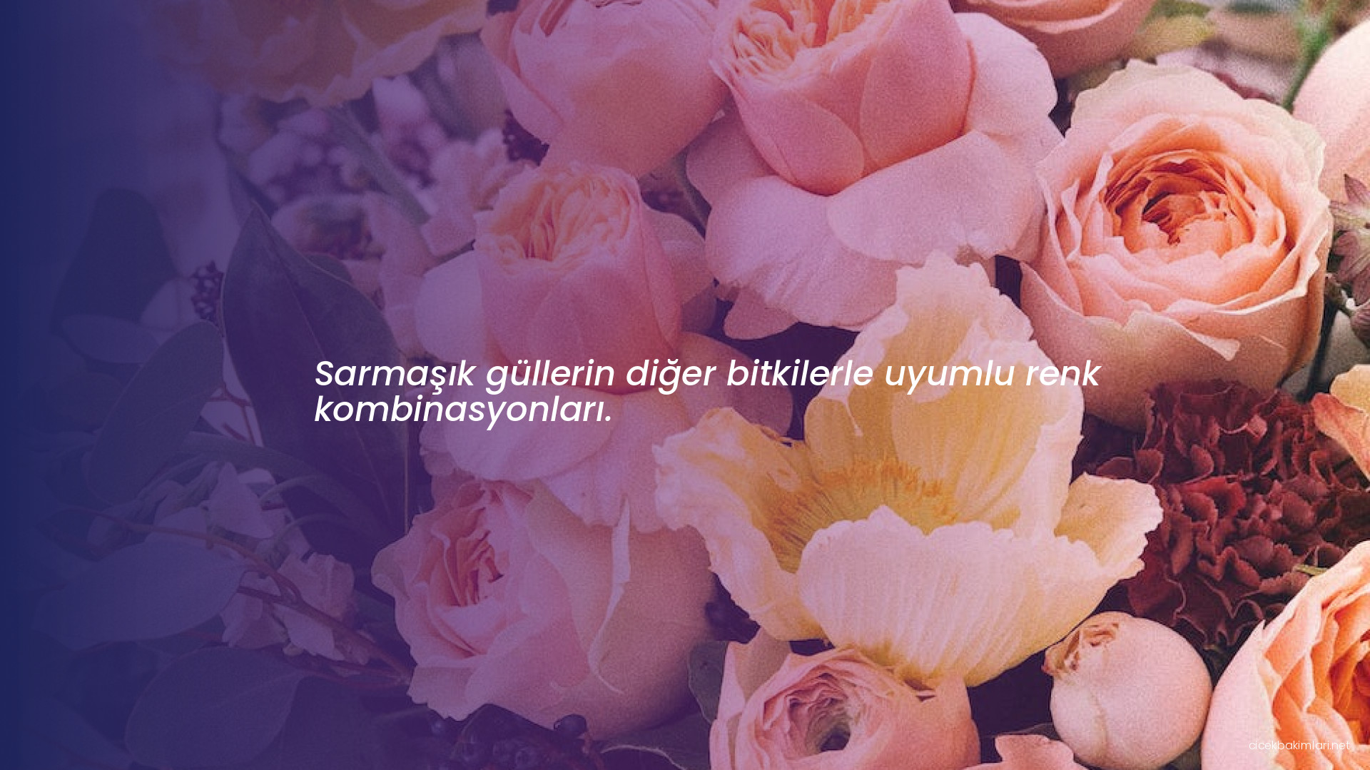 Sarmaşık güllerin diğer bitkilerle uyumlu renk kombinasyonları.