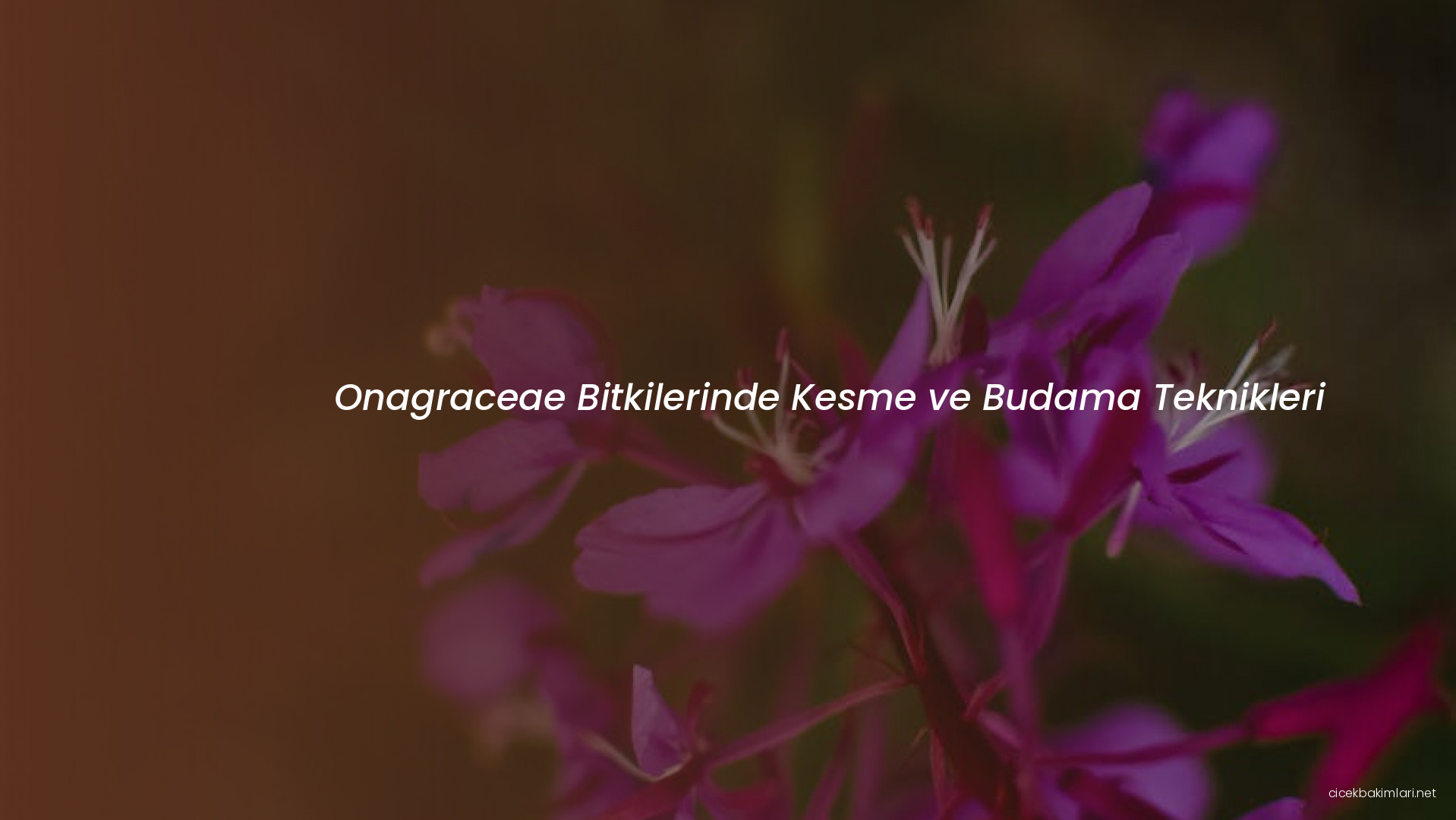 Onagraceae Bitkilerinde Kesme ve Budama Teknikleri