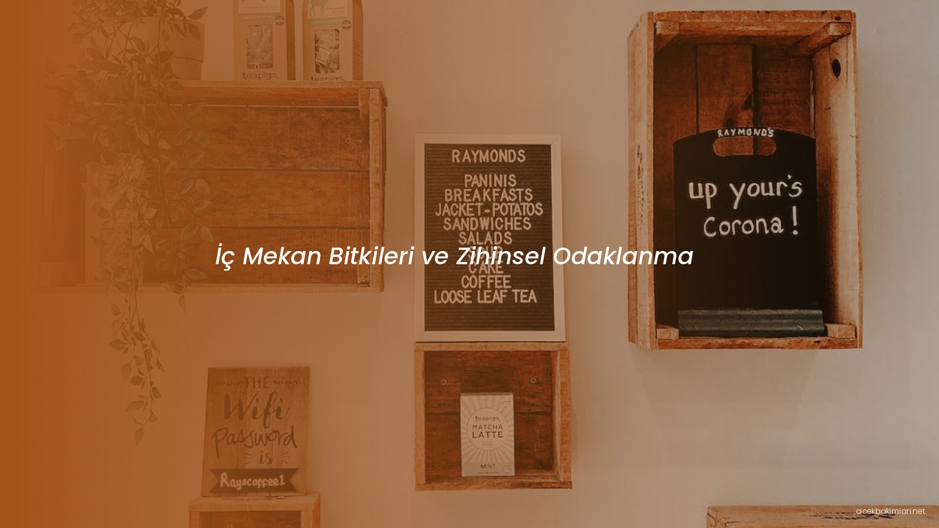 İç Mekan Bitkileri ve Zihinsel Odaklanma