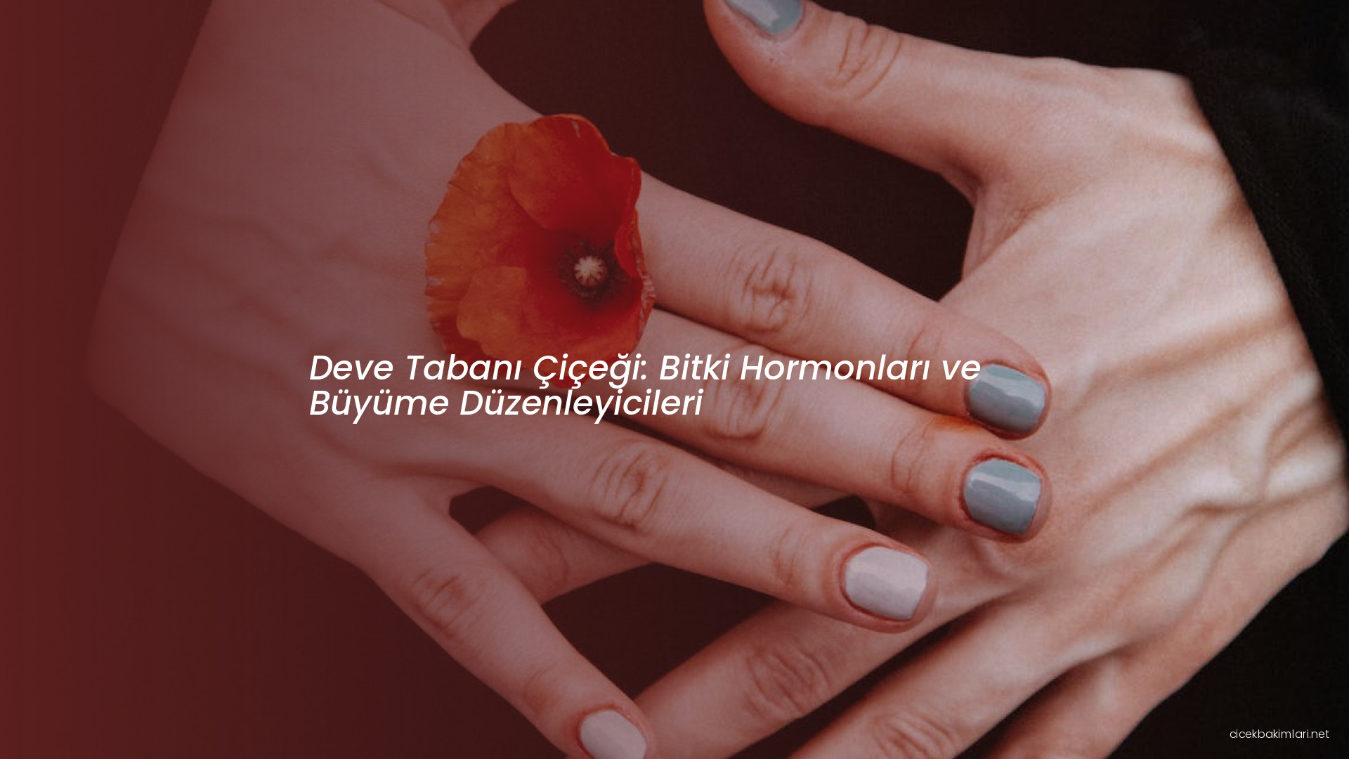 Deve Tabanı Çiçeği: Bitki Hormonları ve Büyüme Düzenleyicileri