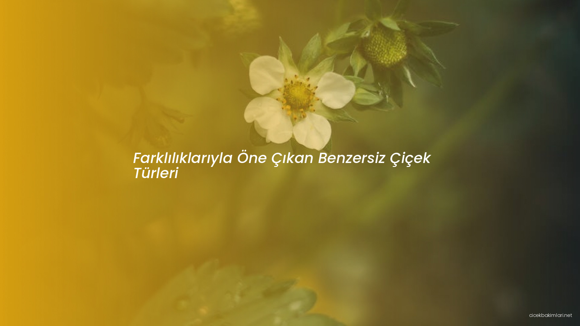 Farklılıklarıyla Öne Çıkan Benzersiz Çiçek Türleri