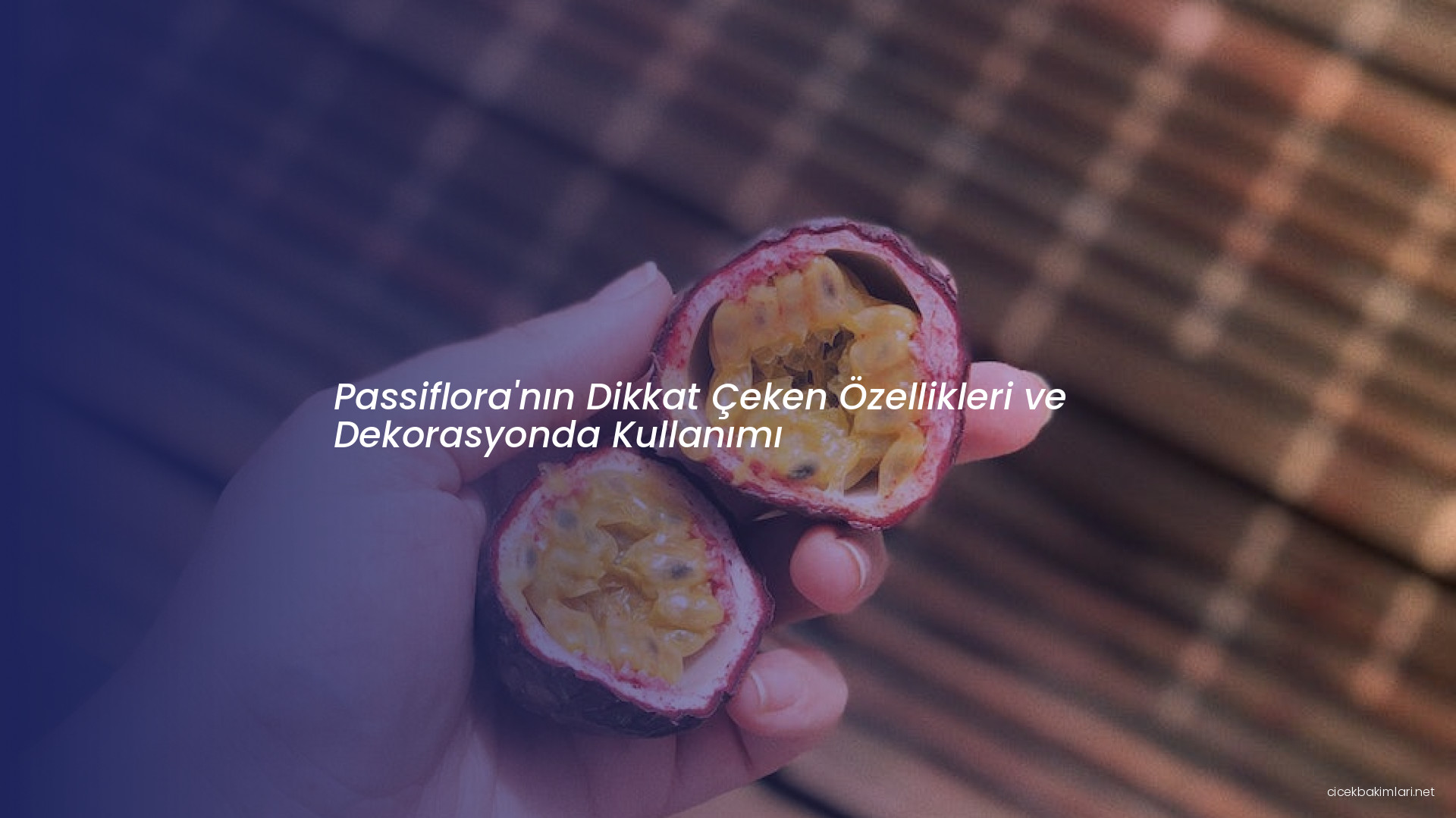 Passiflora'nın Dikkat Çeken Özellikleri ve Dekorasyonda Kullanımı