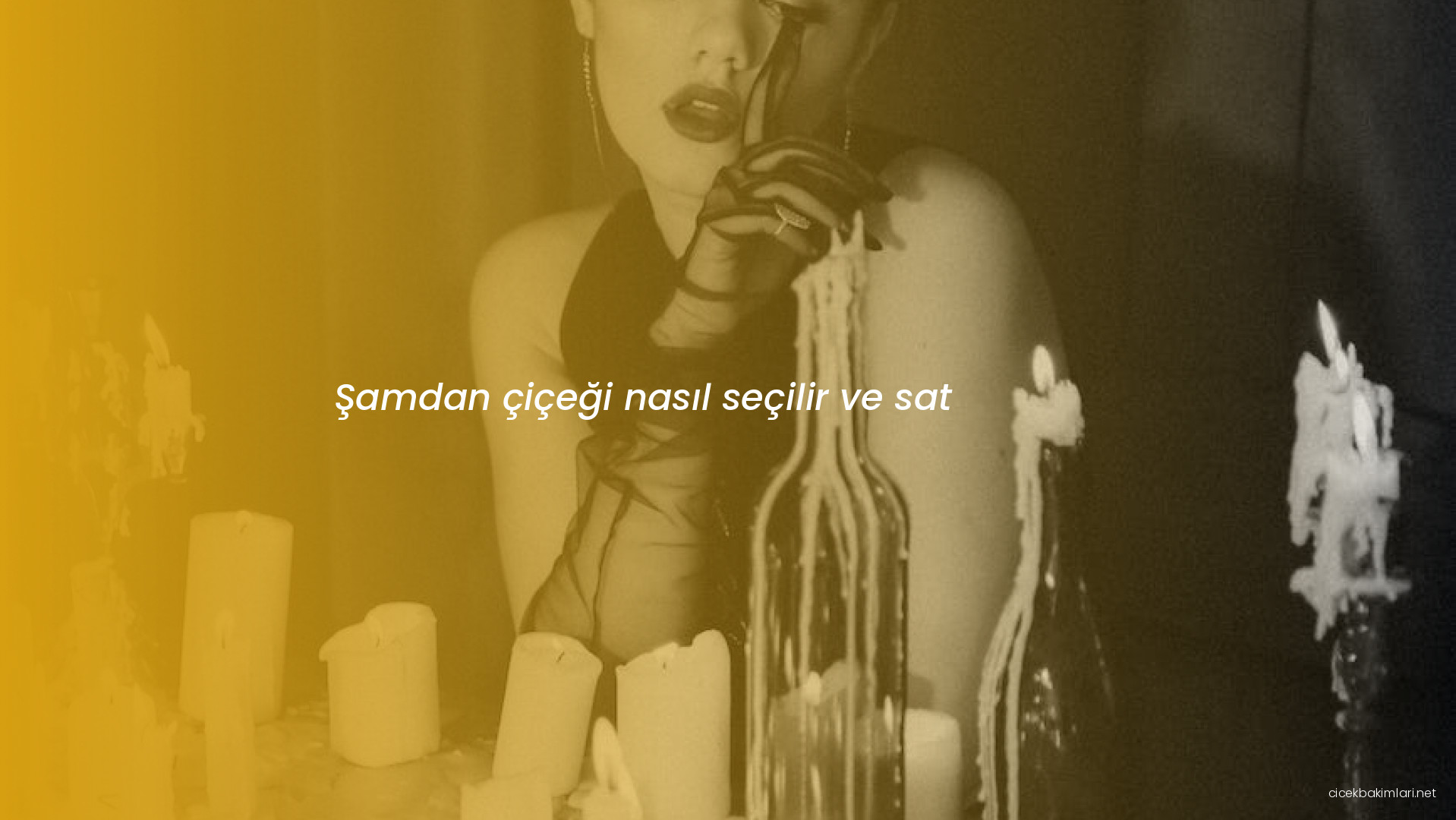 Şamdan çiçeği nasıl seçilir ve sat