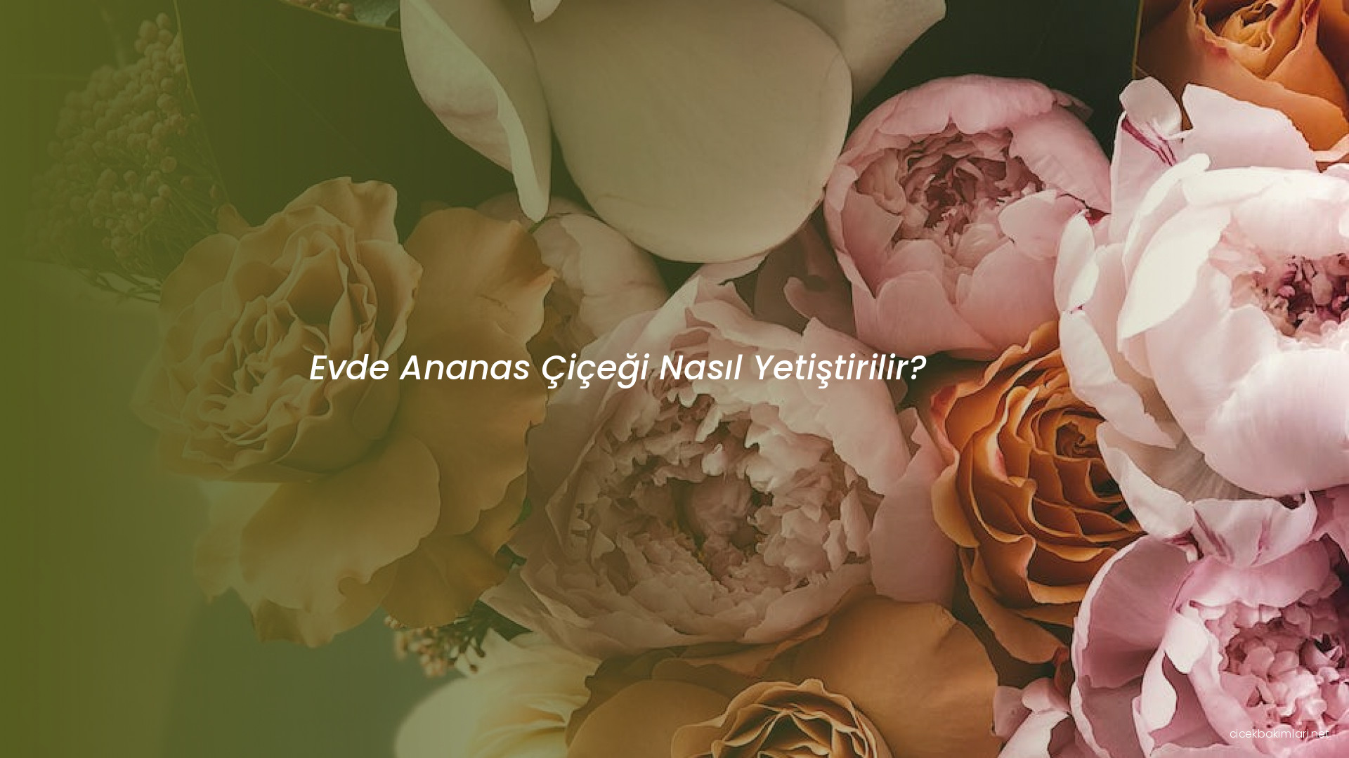 Evde Ananas Çiçeği Nasıl Yetiştirilir?