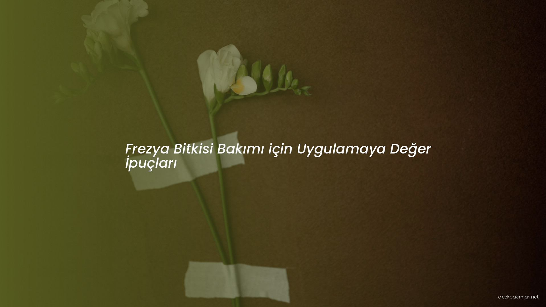 Frezya Bitkisi Bakımı için Uygulamaya Değer İpuçları