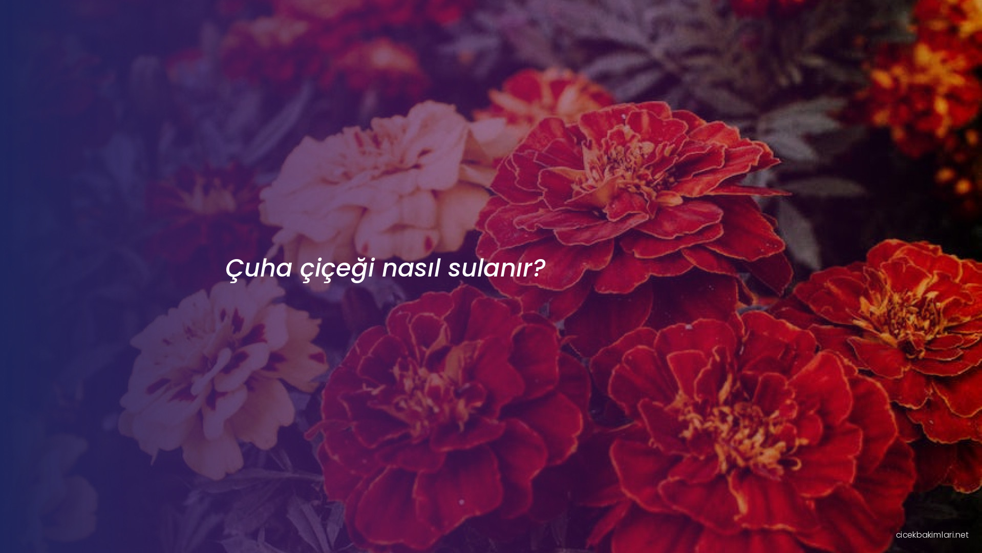 Çuha çiçeği nasıl sulanır?