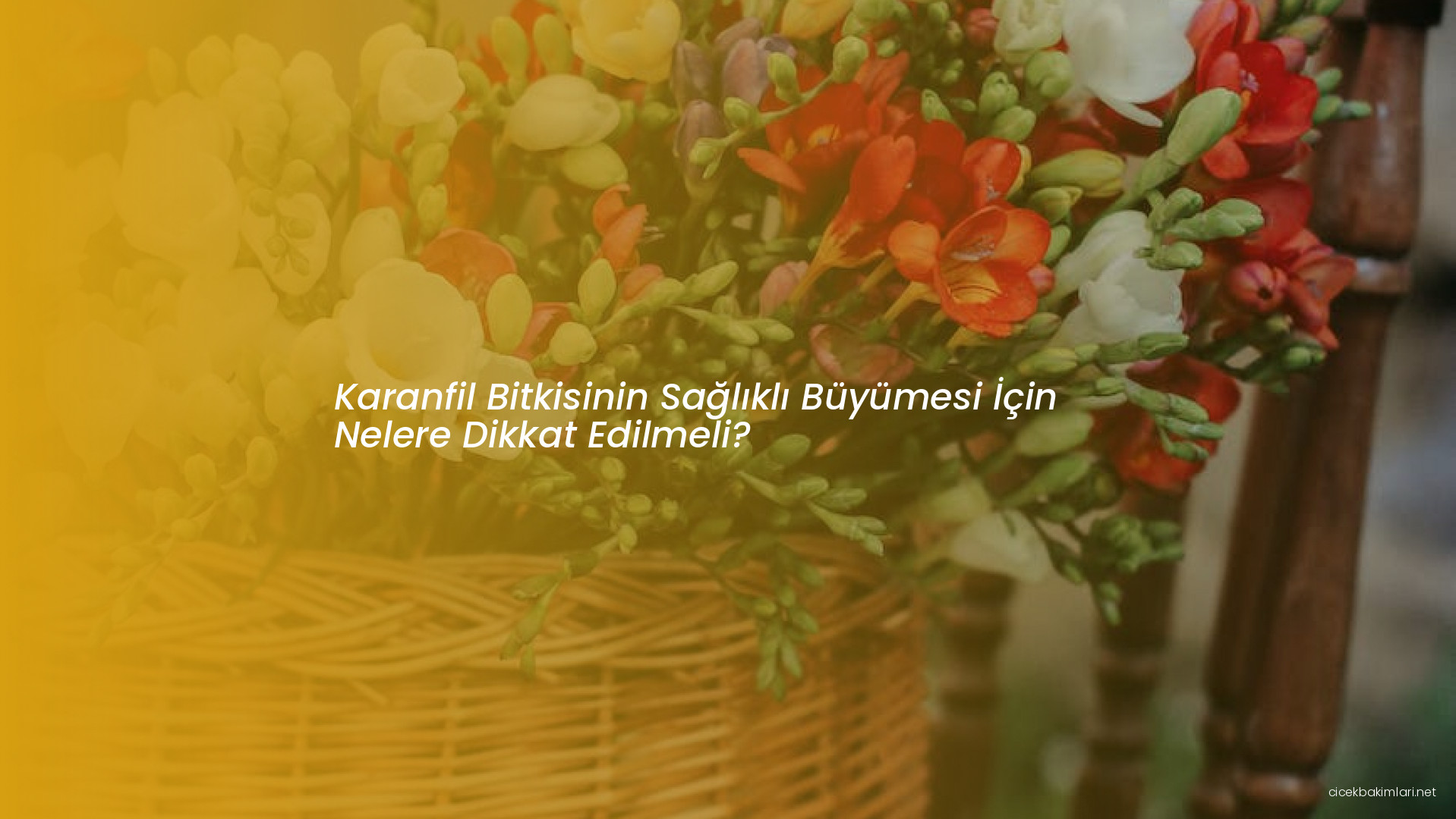 Karanfil Bitkisinin Sağlıklı Büyümesi İçin Nelere Dikkat Edilmeli?