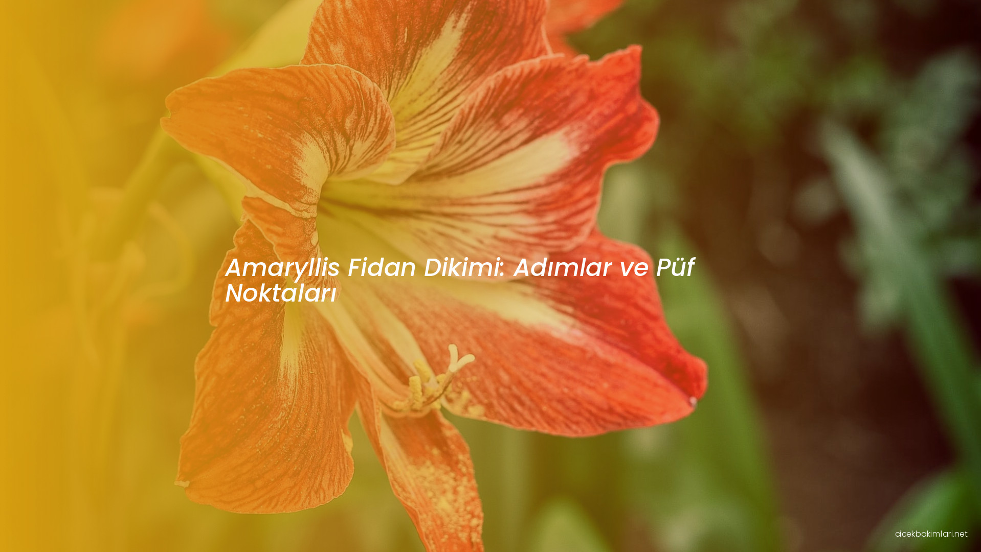 Amaryllis Fidan Dikimi: Adımlar ve Püf Noktaları