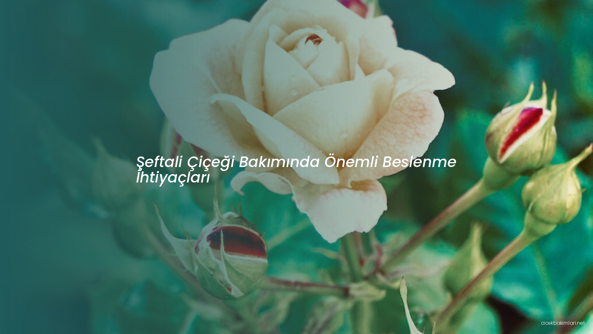 Şeftali Çiçeği Bakımında Önemli Beslenme İhtiyaçları