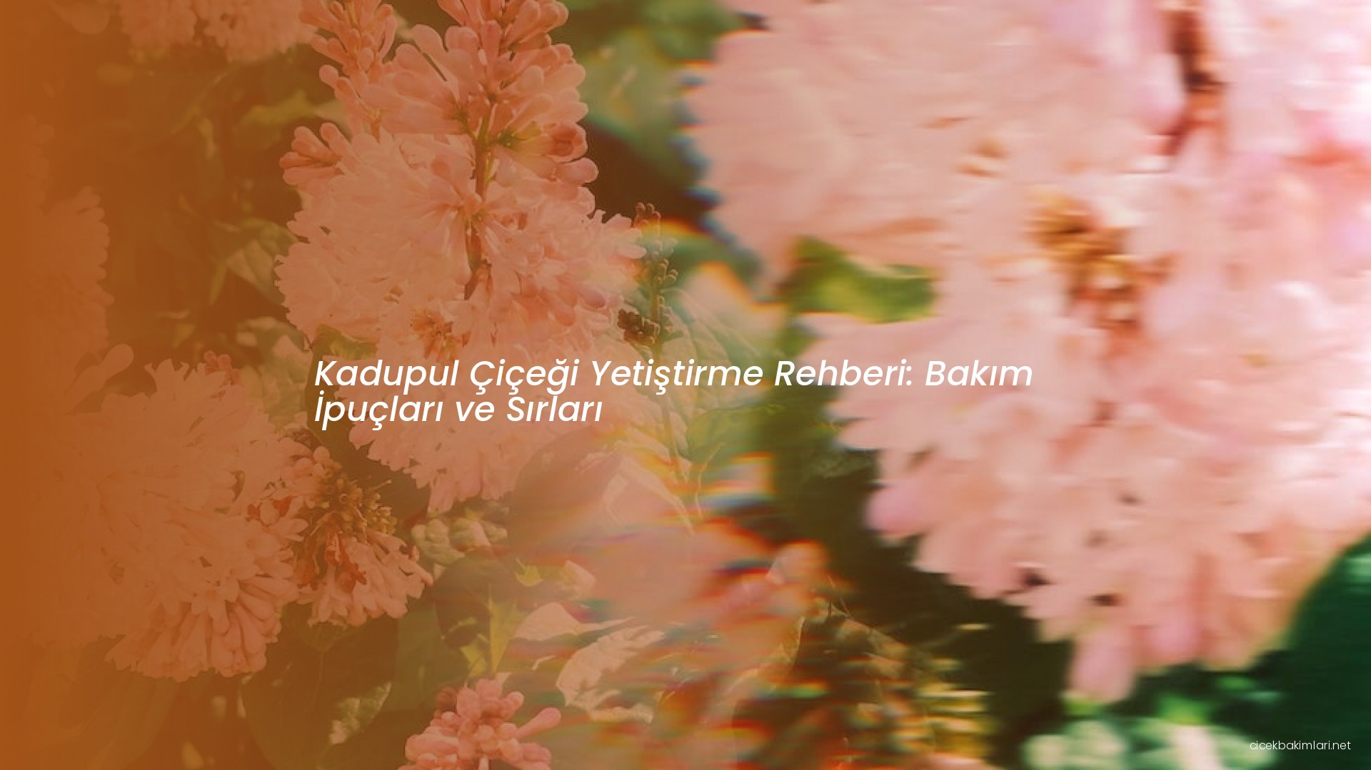 Kadupul Çiçeği Yetiştirme Rehberi: Bakım İpuçları ve Sırları