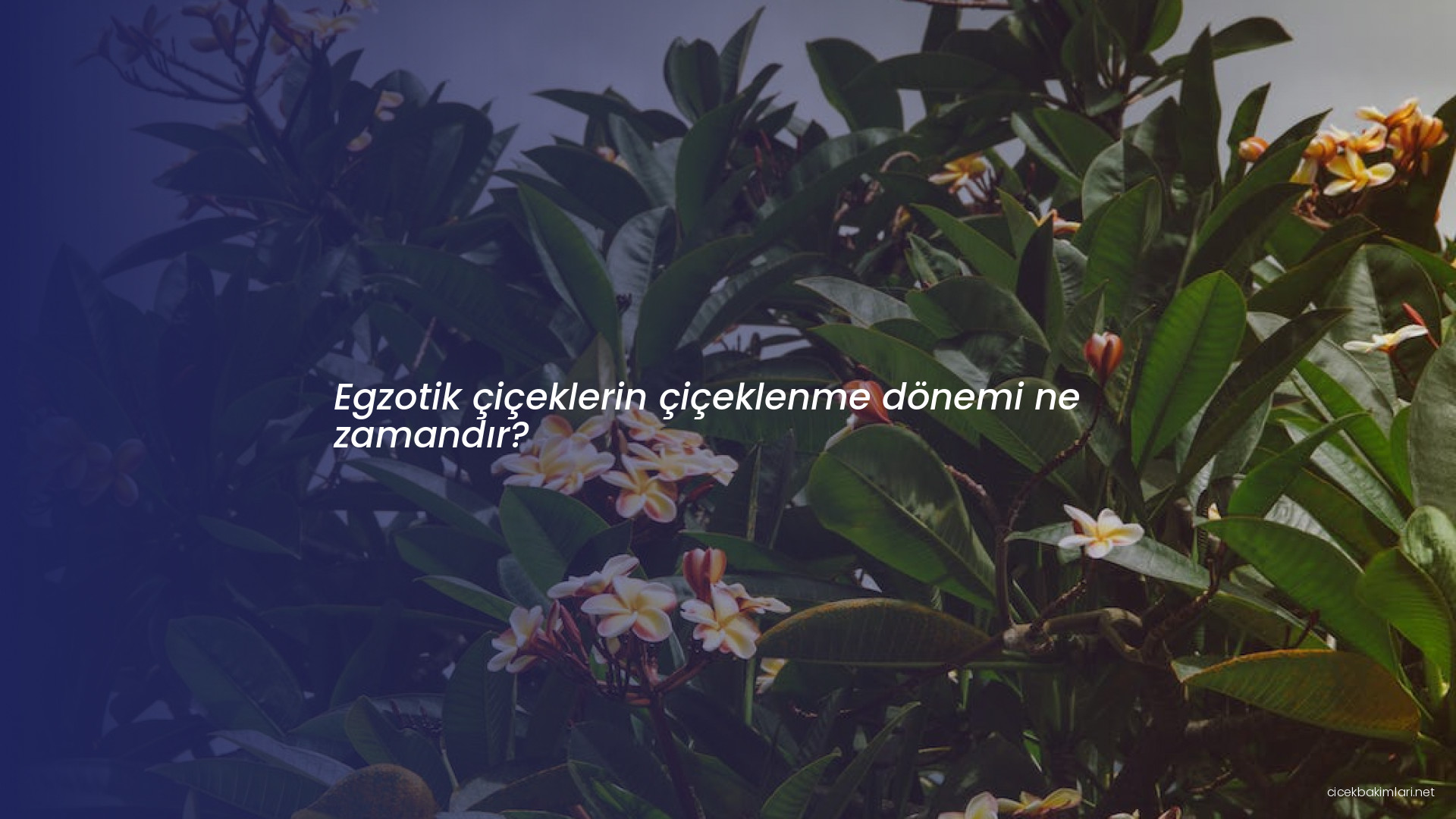 Egzotik çiçeklerin çiçeklenme dönemi ne zamandır?