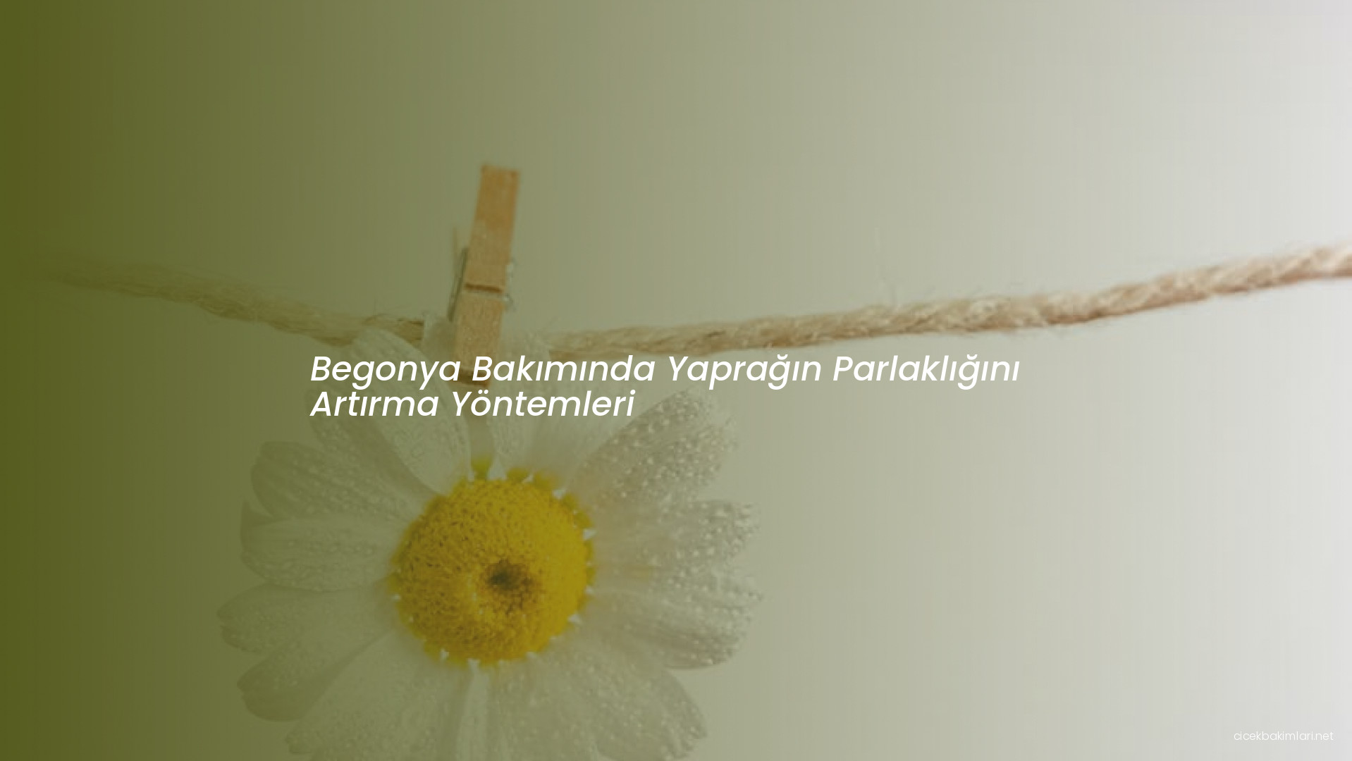 Begonya Bakımında Yaprağın Parlaklığını Artırma Yöntemleri