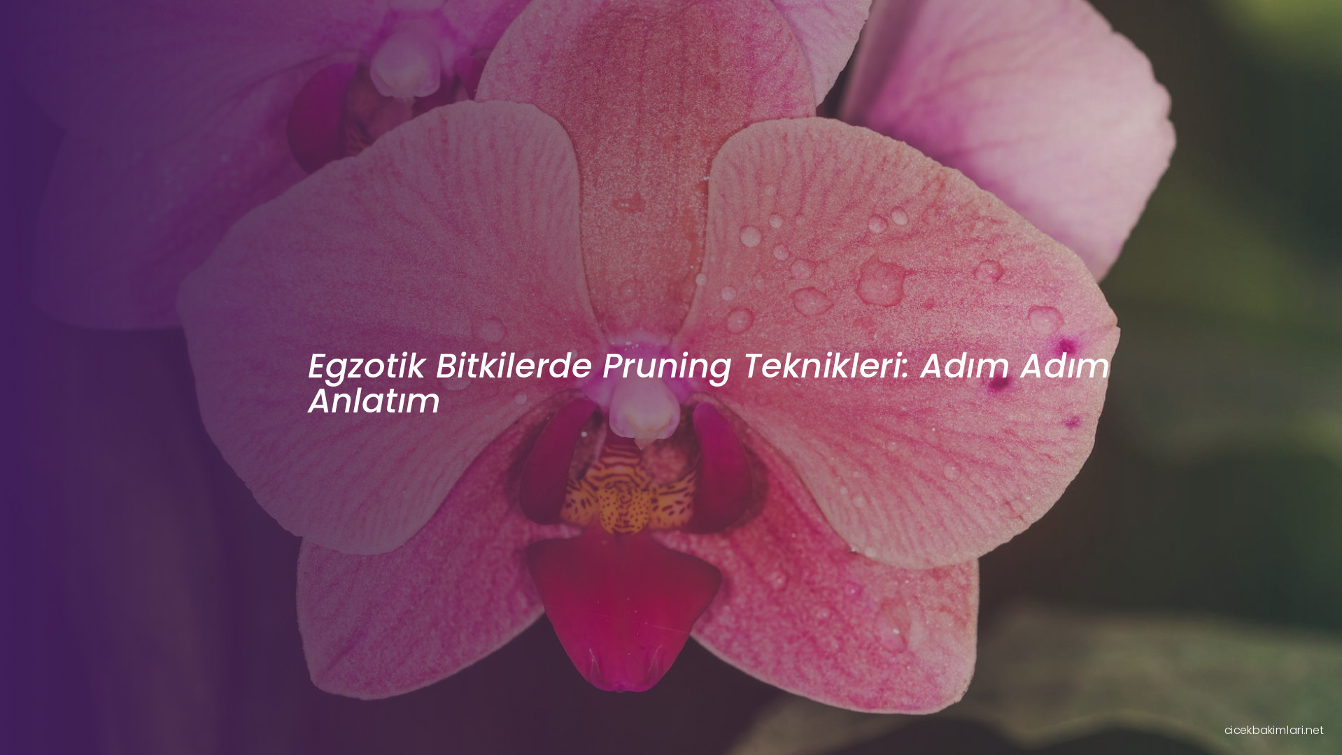Egzotik Bitkilerde Pruning Teknikleri: Adım Adım Anlatım