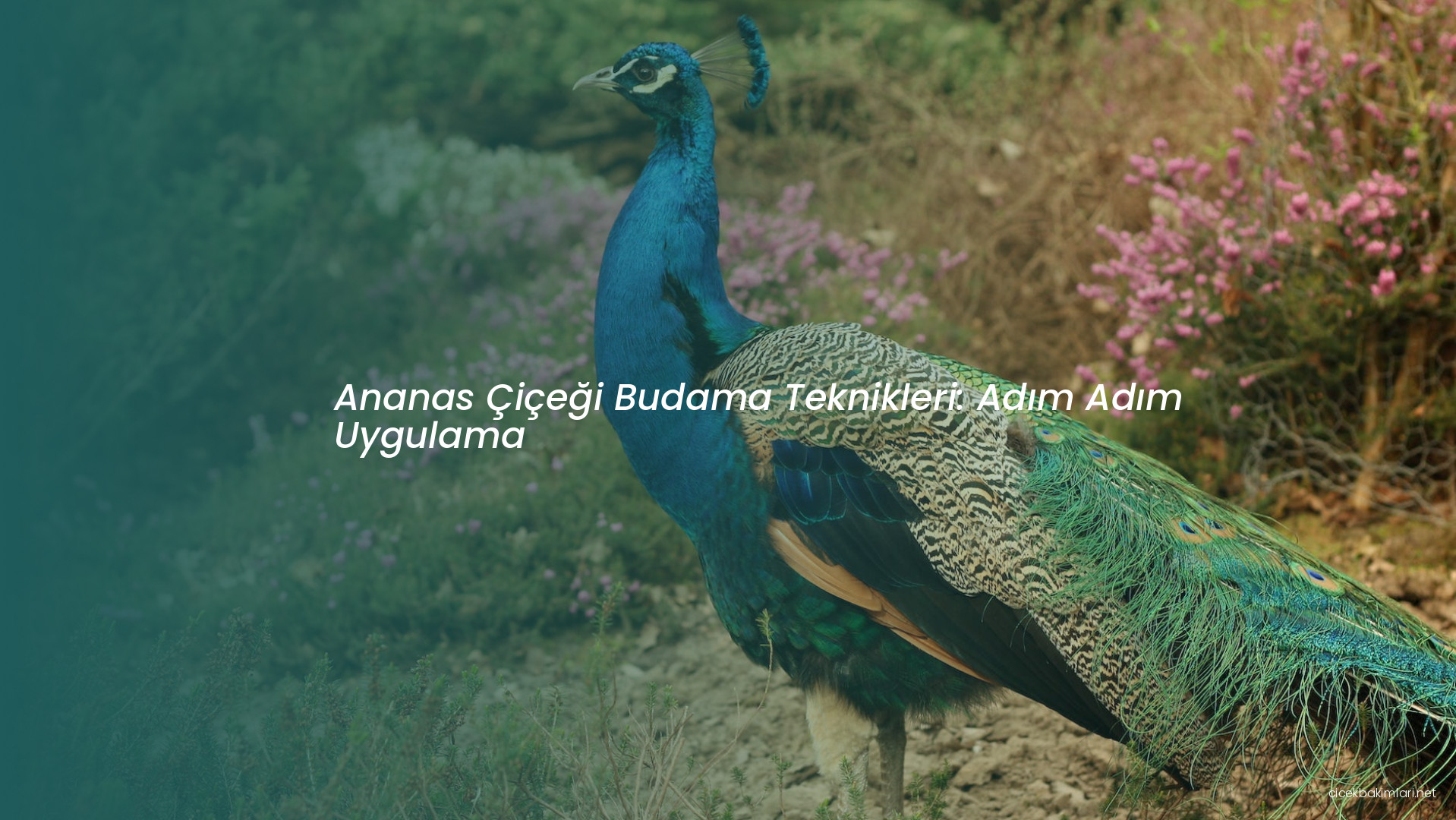 Ananas Çiçeği Budama Teknikleri: Adım Adım Uygulama